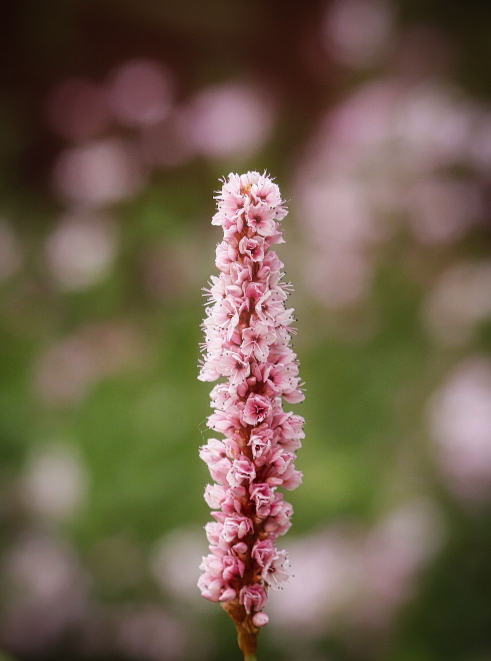 Canon EOS 200D (EOS Rebel SL2 / EOS Kiss X9) sample photo. Knotweed, blossom, bloom photography