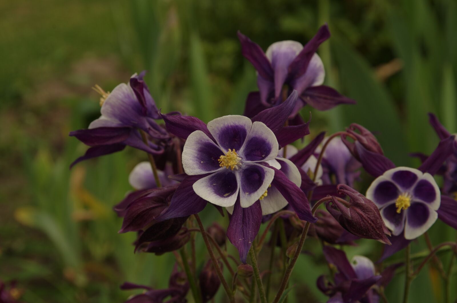 Pentax K-50 sample photo. Purple flowers, flower photography