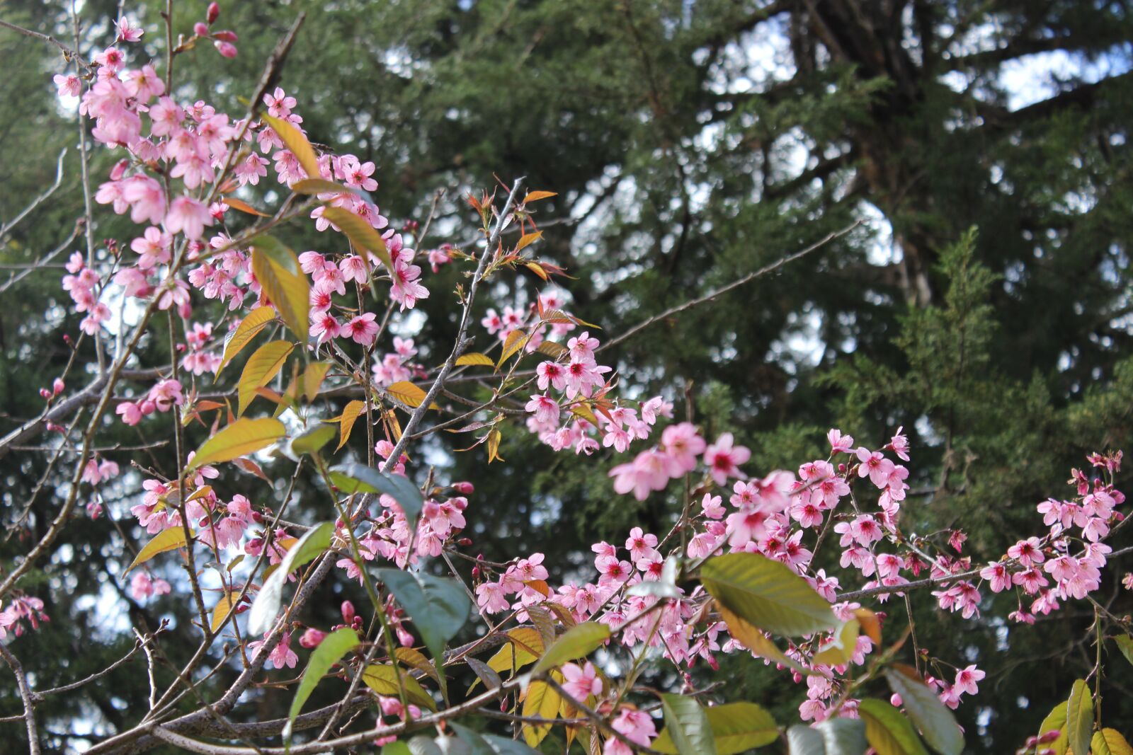 Canon EOS 600D (Rebel EOS T3i / EOS Kiss X5) sample photo. Flower, spring, nature photography