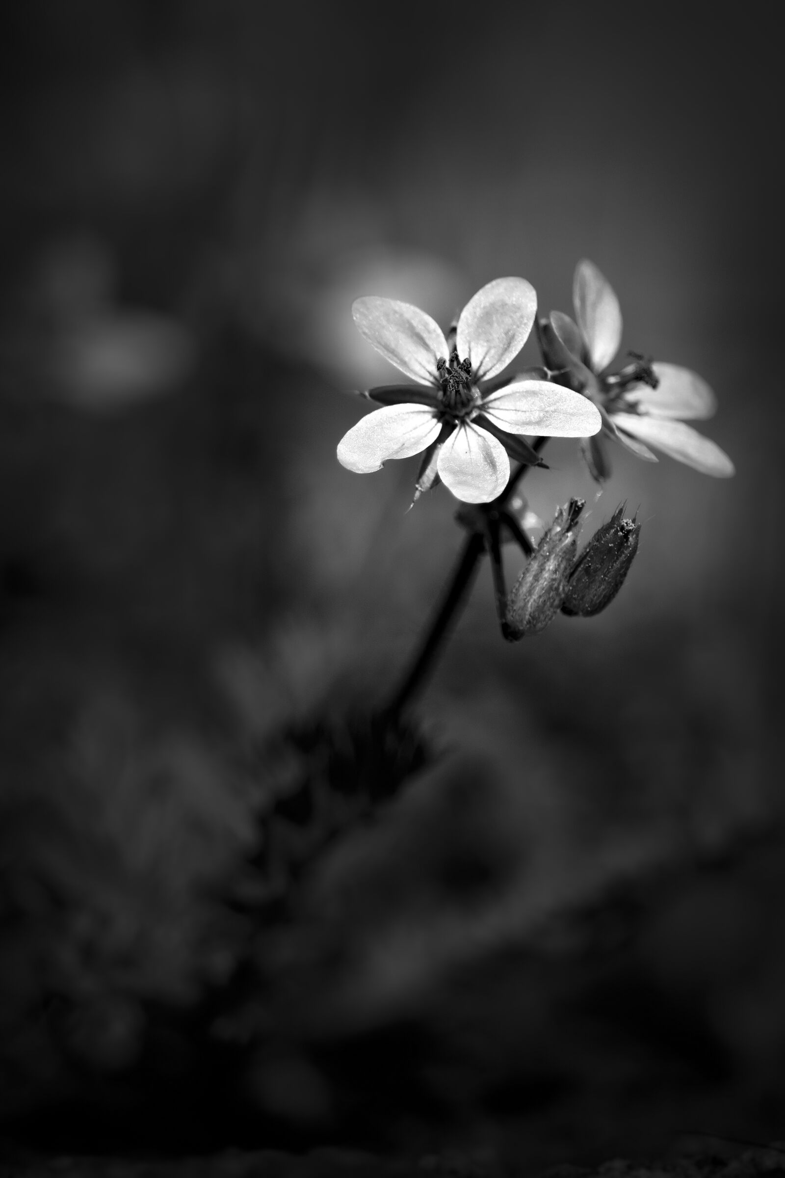 Canon EF-S 55-250mm F4-5.6 IS STM sample photo. Flower, nature, light photography