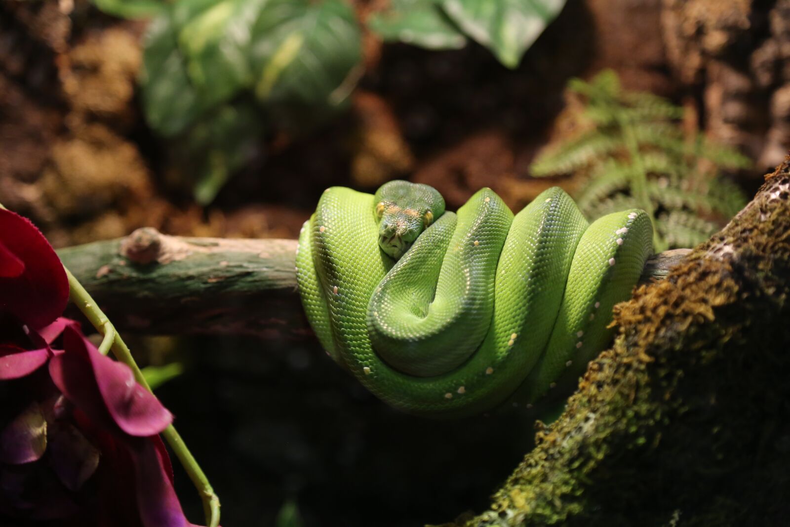 Canon EOS 6D + Canon EF 24-105mm F4L IS USM sample photo. Snake, green, python photography