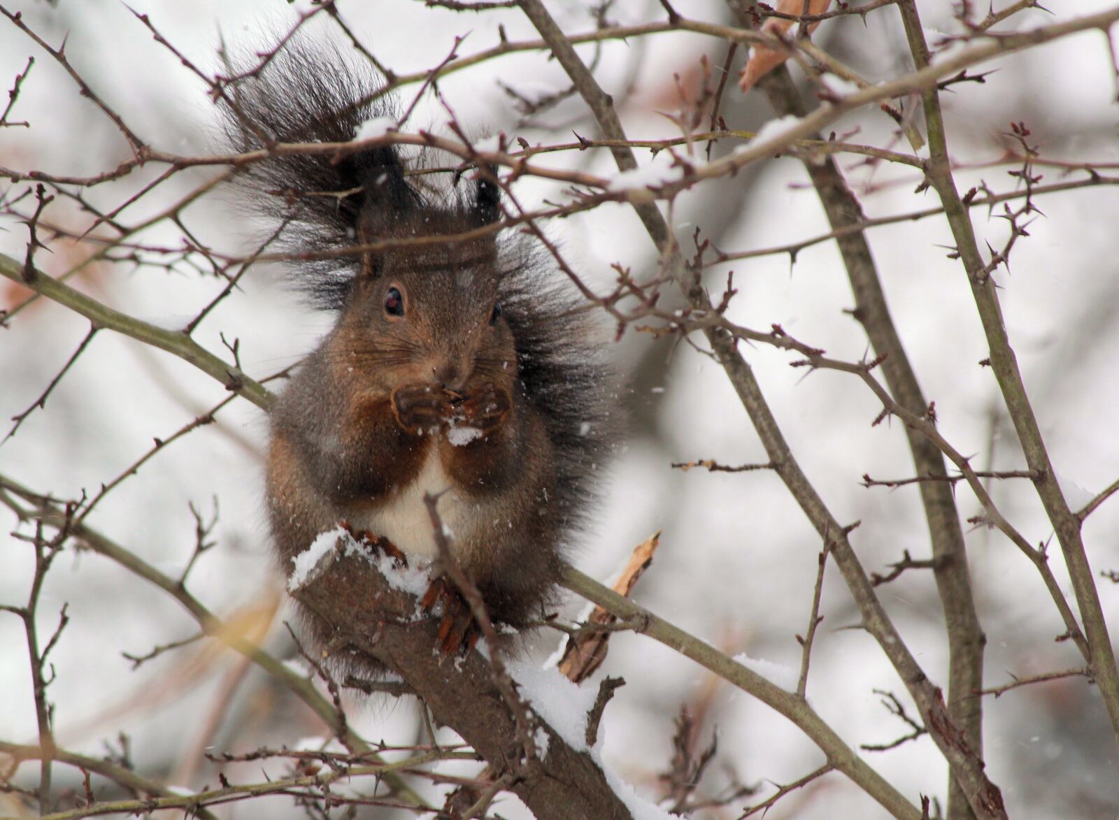 Canon EOS 550D (EOS Rebel T2i / EOS Kiss X4) sample photo. The squirrel, winter, snow photography