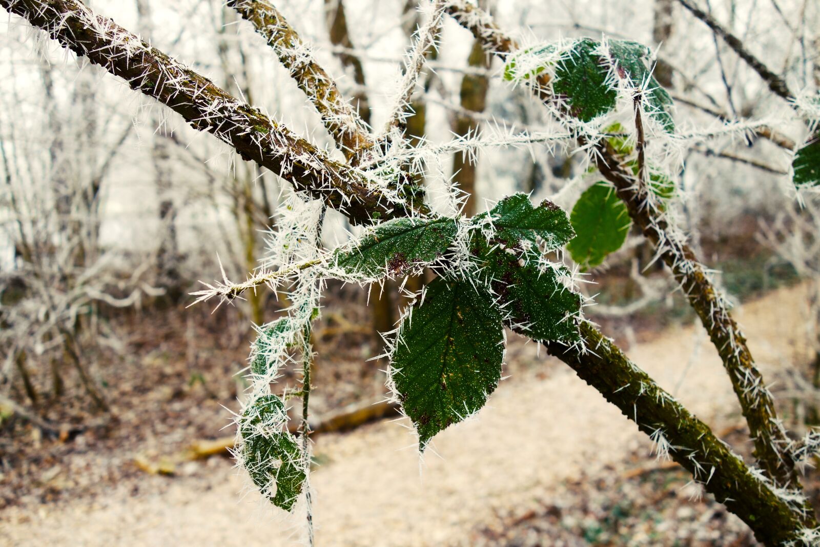 Sony Cyber-shot DSC-RX100 sample photo. Leaf, branch, hoarfrost photography
