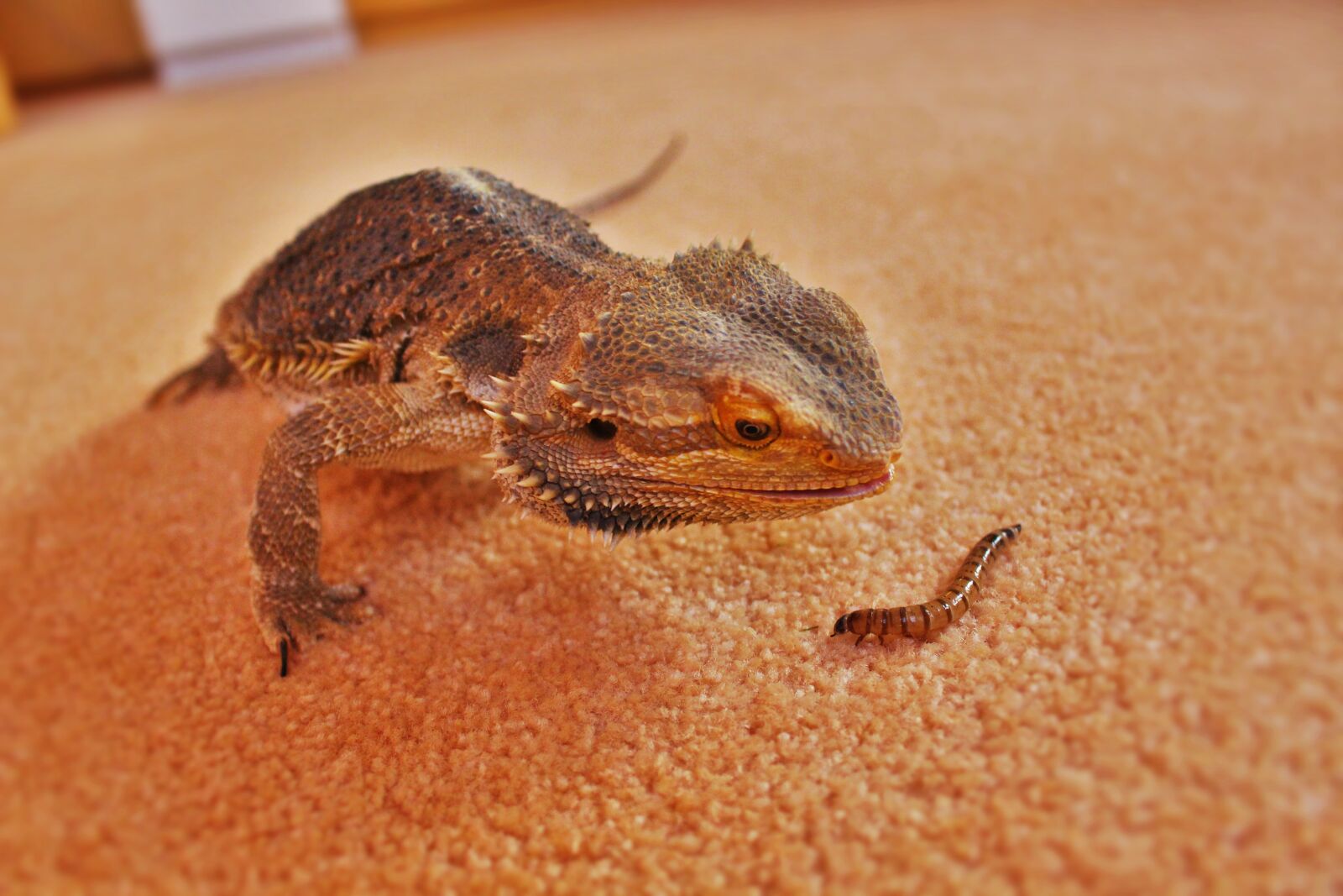 Canon EOS 100D (EOS Rebel SL1 / EOS Kiss X7) sample photo. Fauna, lizard, reptile photography