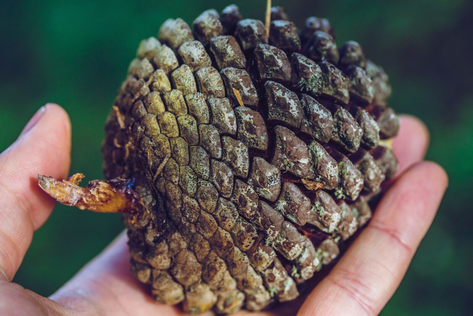 Sony a6000 + Sony DT 50mm F1.8 SAM sample photo. Pine cone, tree, hand photography