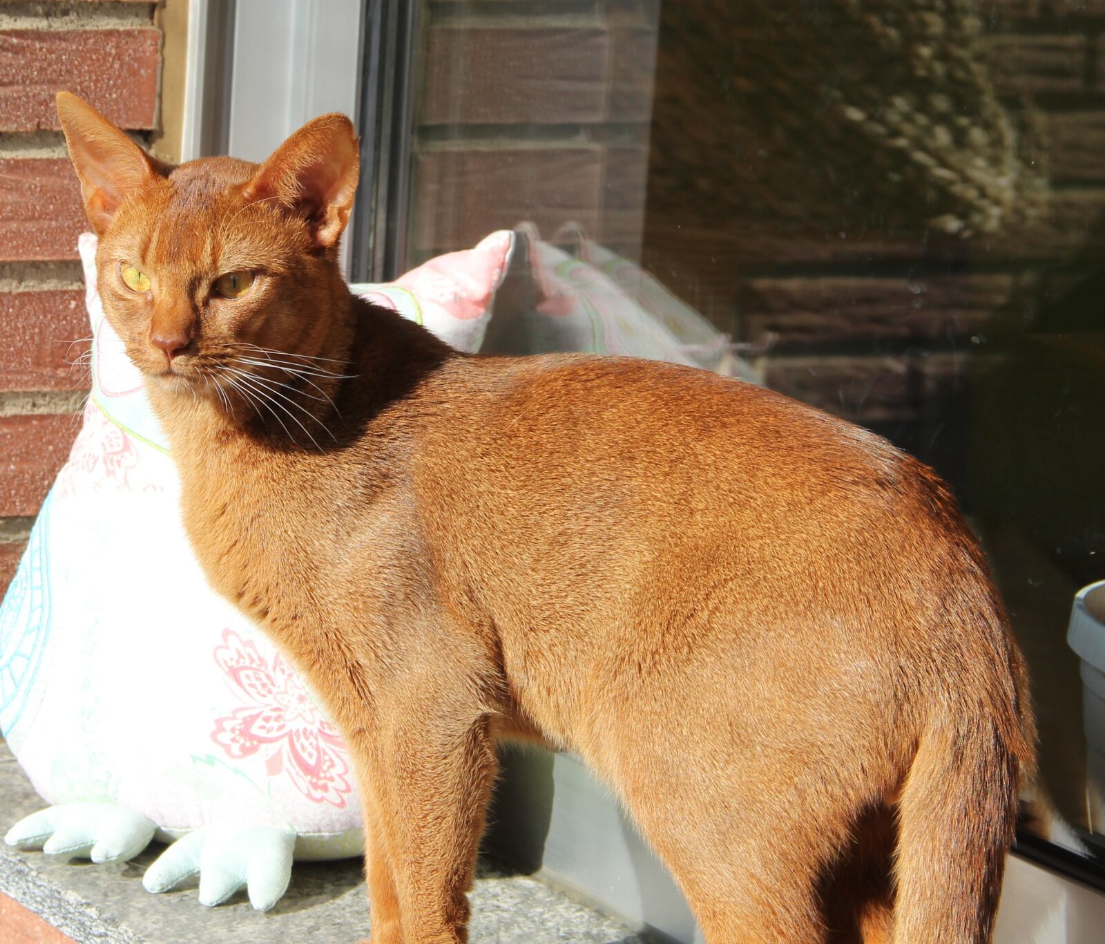 Canon EF-S 18-135mm F3.5-5.6 IS sample photo. Cat, sorrel, expressive photography