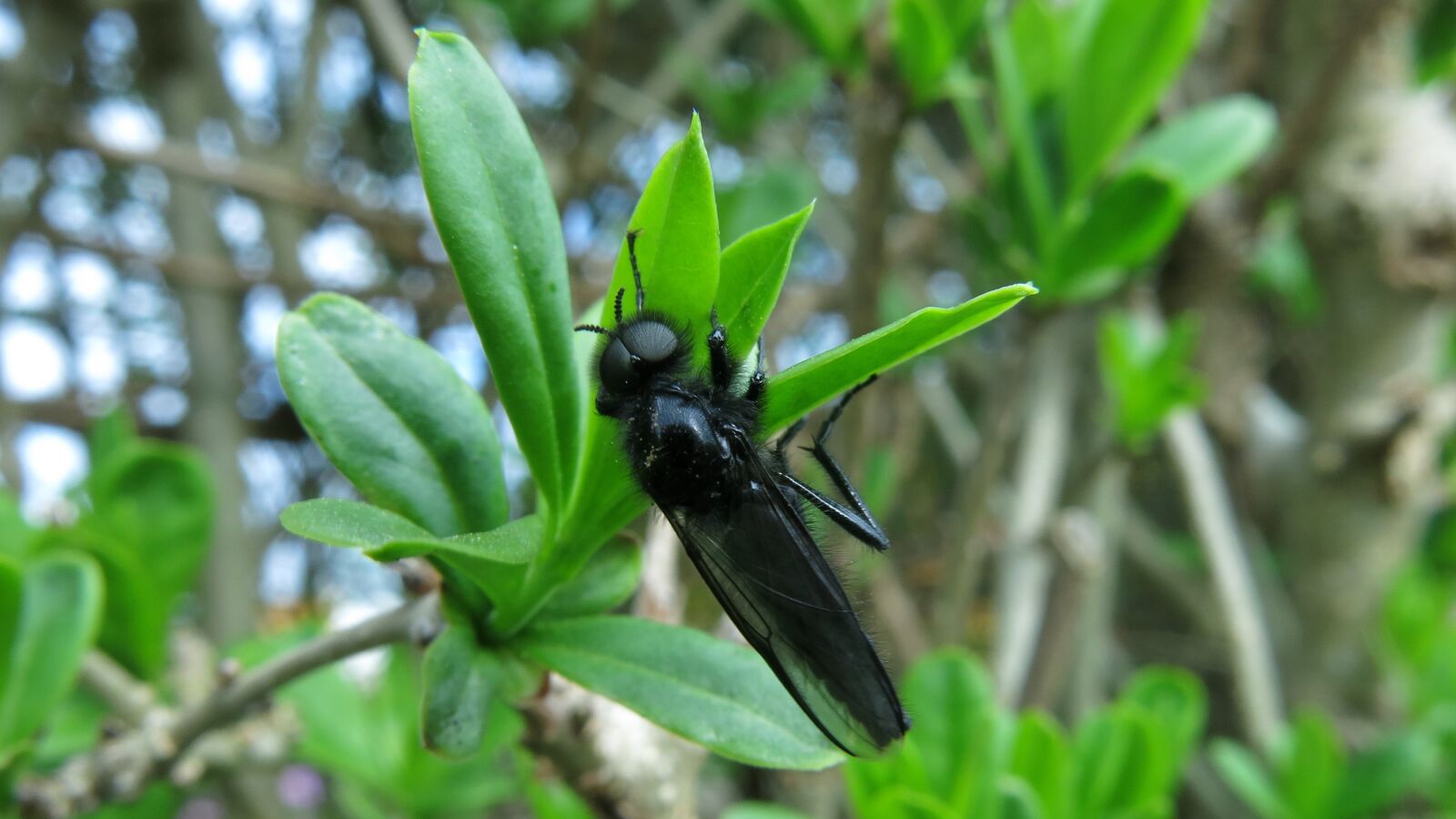 Canon PowerShot G15 sample photo. March fly, bibio marci photography
