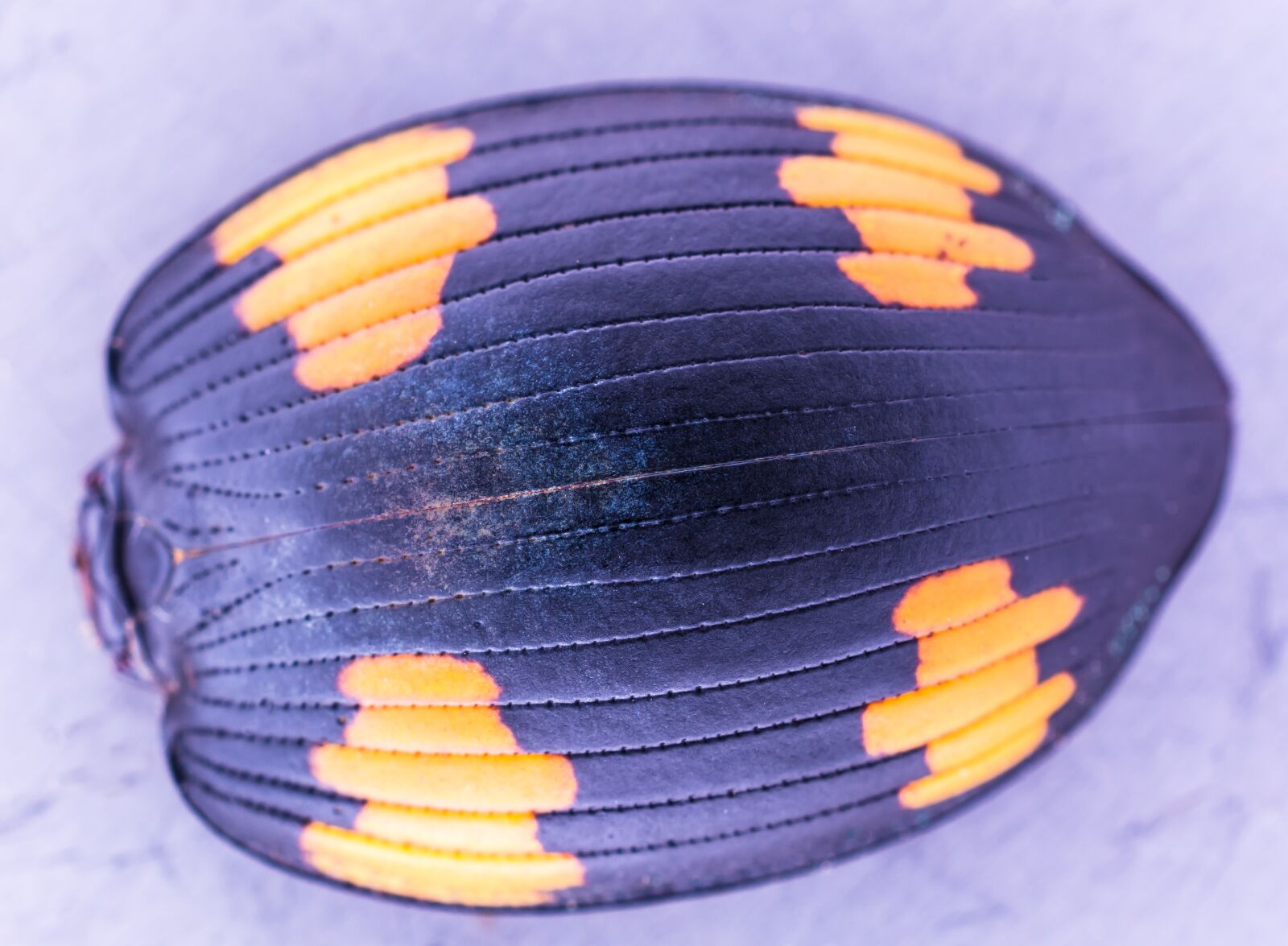 Nikon D5200 sample photo. Beetle shell, beetle, close photography