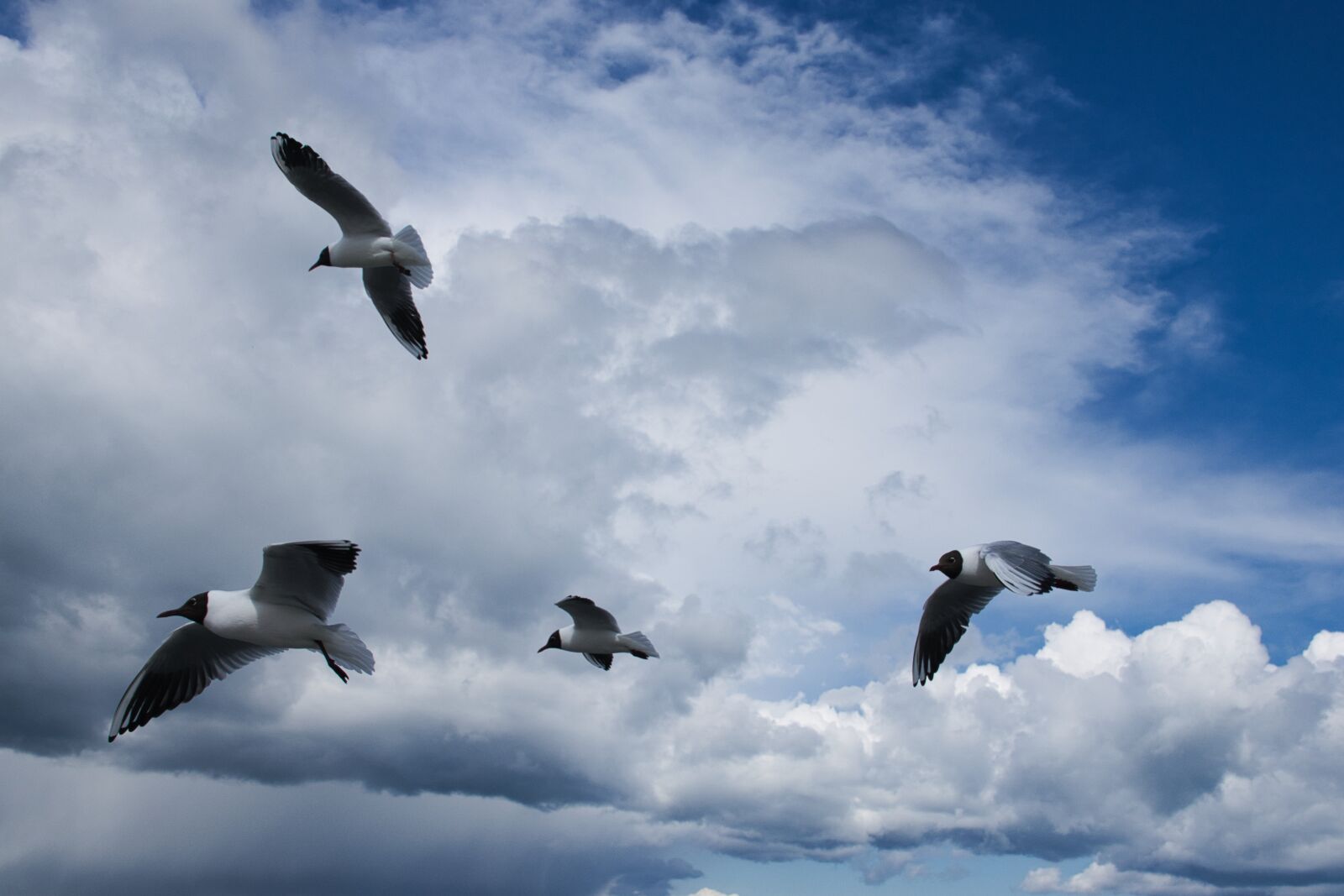Sony Cyber-shot DSC-RX10 III sample photo. Gulls, baltic sea, sky photography