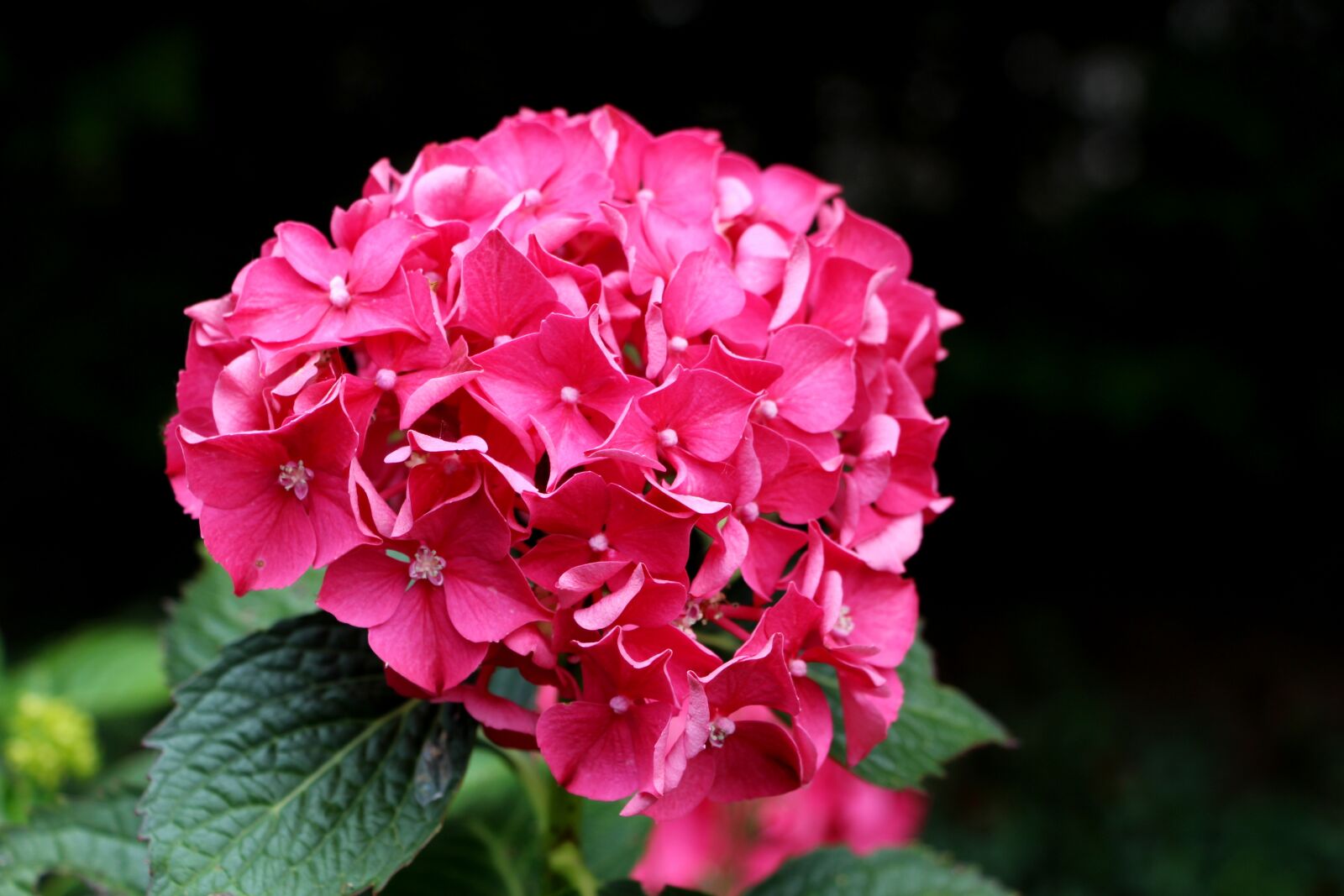 Canon EOS 700D (EOS Rebel T5i / EOS Kiss X7i) sample photo. Hydrangea, pink, flower photography