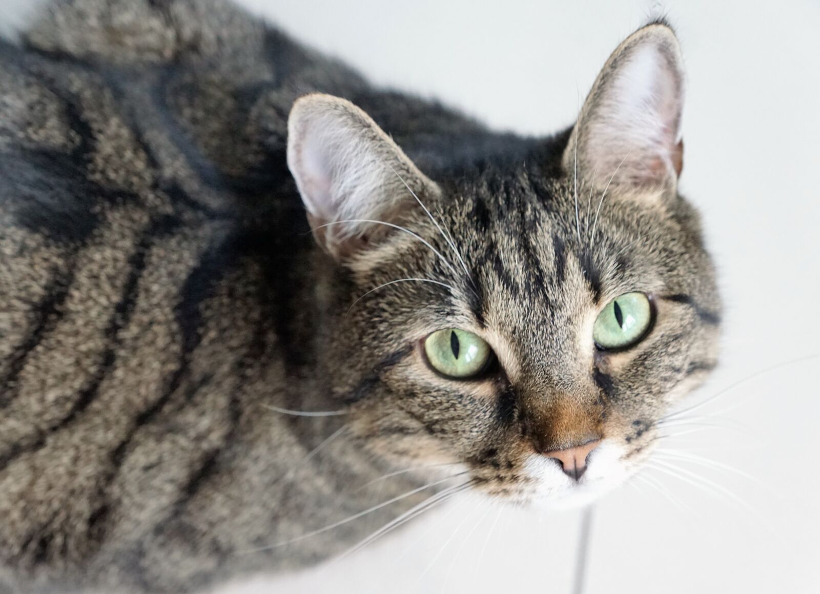 Sony ILCA-77M2 + Sony DT 16-50mm F2.8 SSM sample photo. Tiger, cat, dalmatians photography