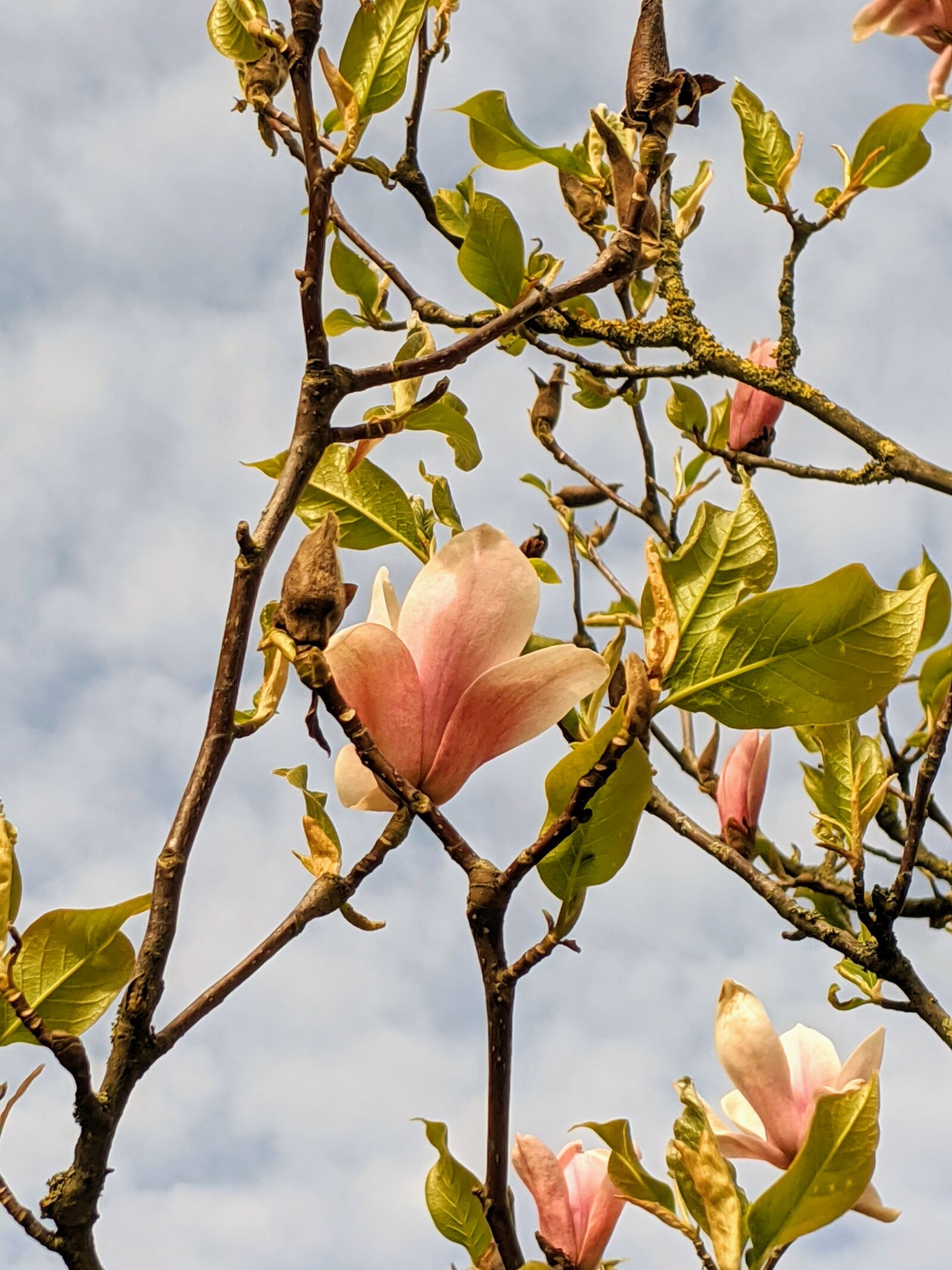 Google Pixel 3 sample photo. Plans, flowers, sky photography
