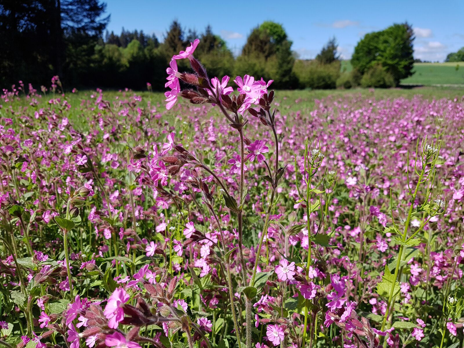 Samsung Galaxy S7 Edge sample photo. Red campion, silene dioica photography