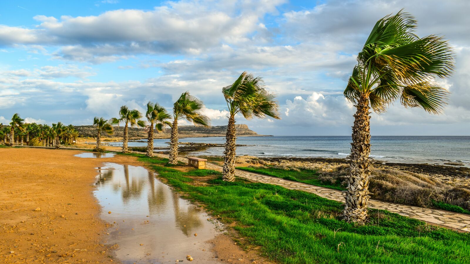Nikon D3300 sample photo. Trees, path, palm trees photography