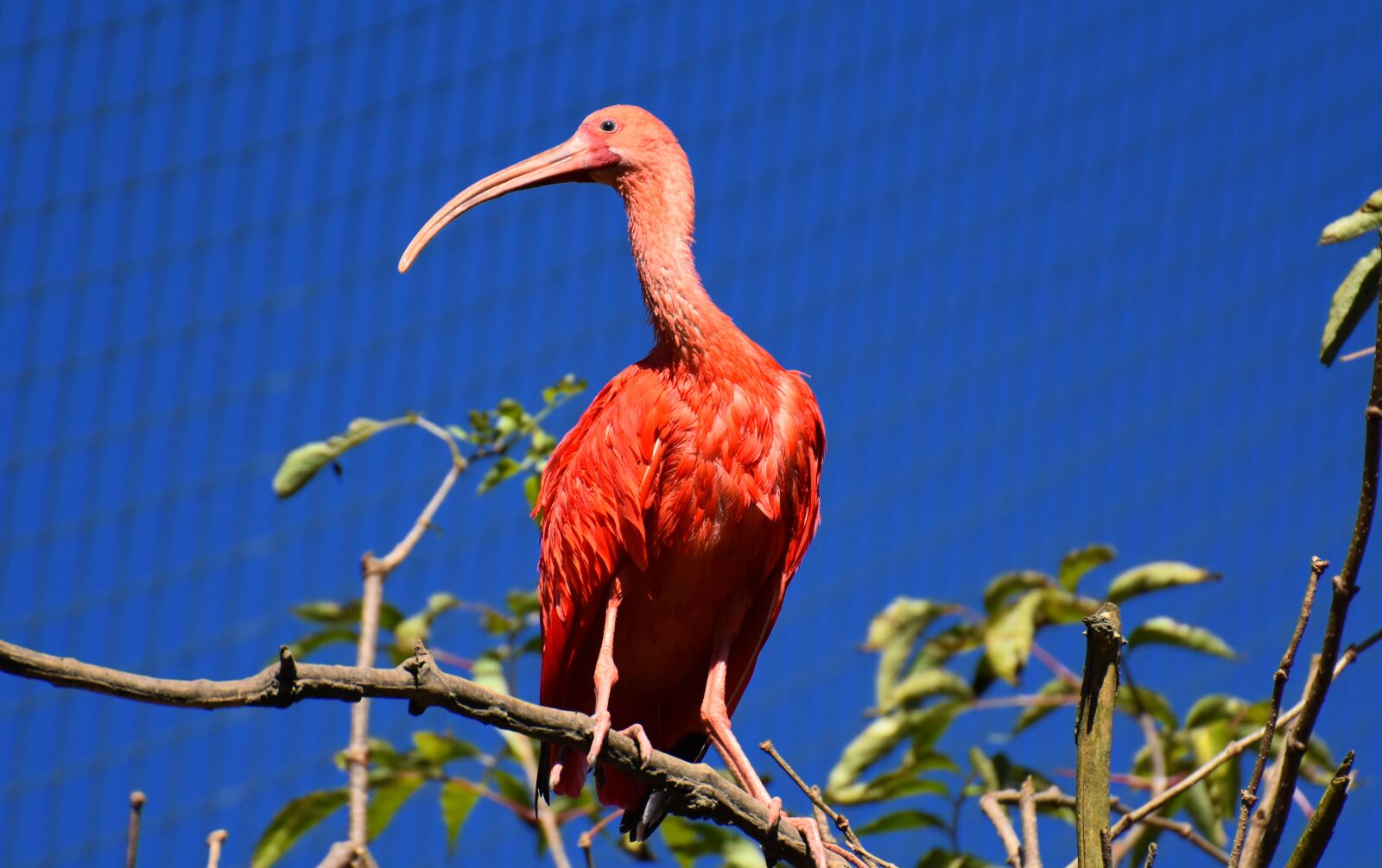 Nikon D7200 sample photo. Ibis, eudocimus ruber, scarlet photography