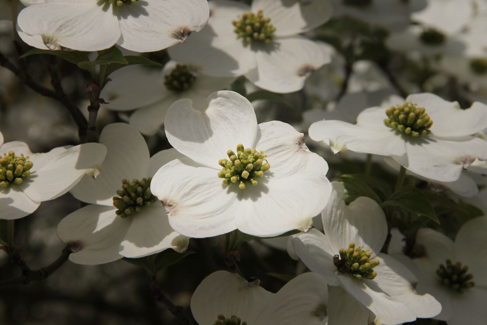 Canon EOS 1100D (EOS Rebel T3 / EOS Kiss X50) sample photo. Dogwood, cornus, dogwood greenhouse photography