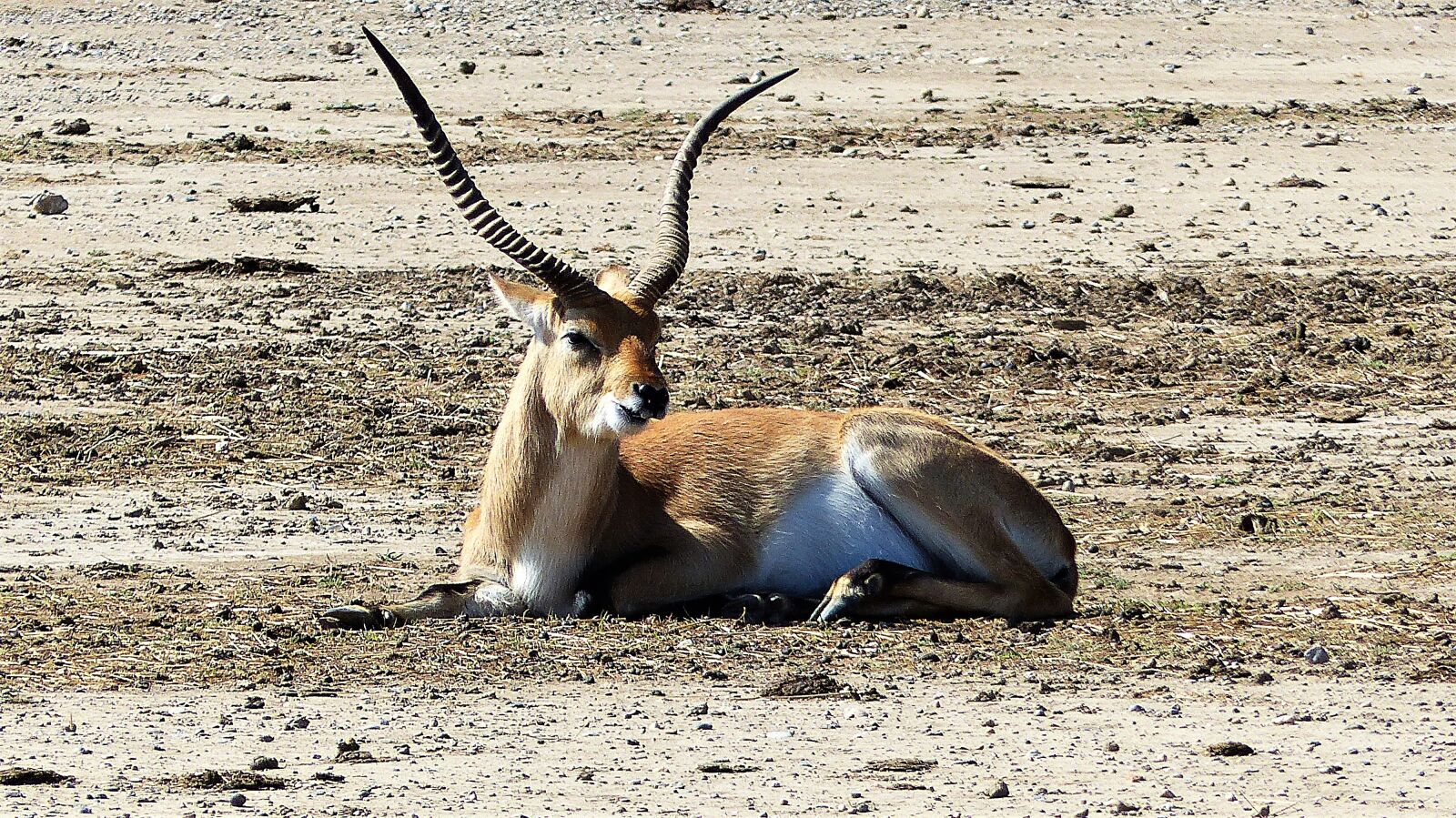 Panasonic Lumix DMC-FZ200 sample photo. Antelope, animal, savannah photography