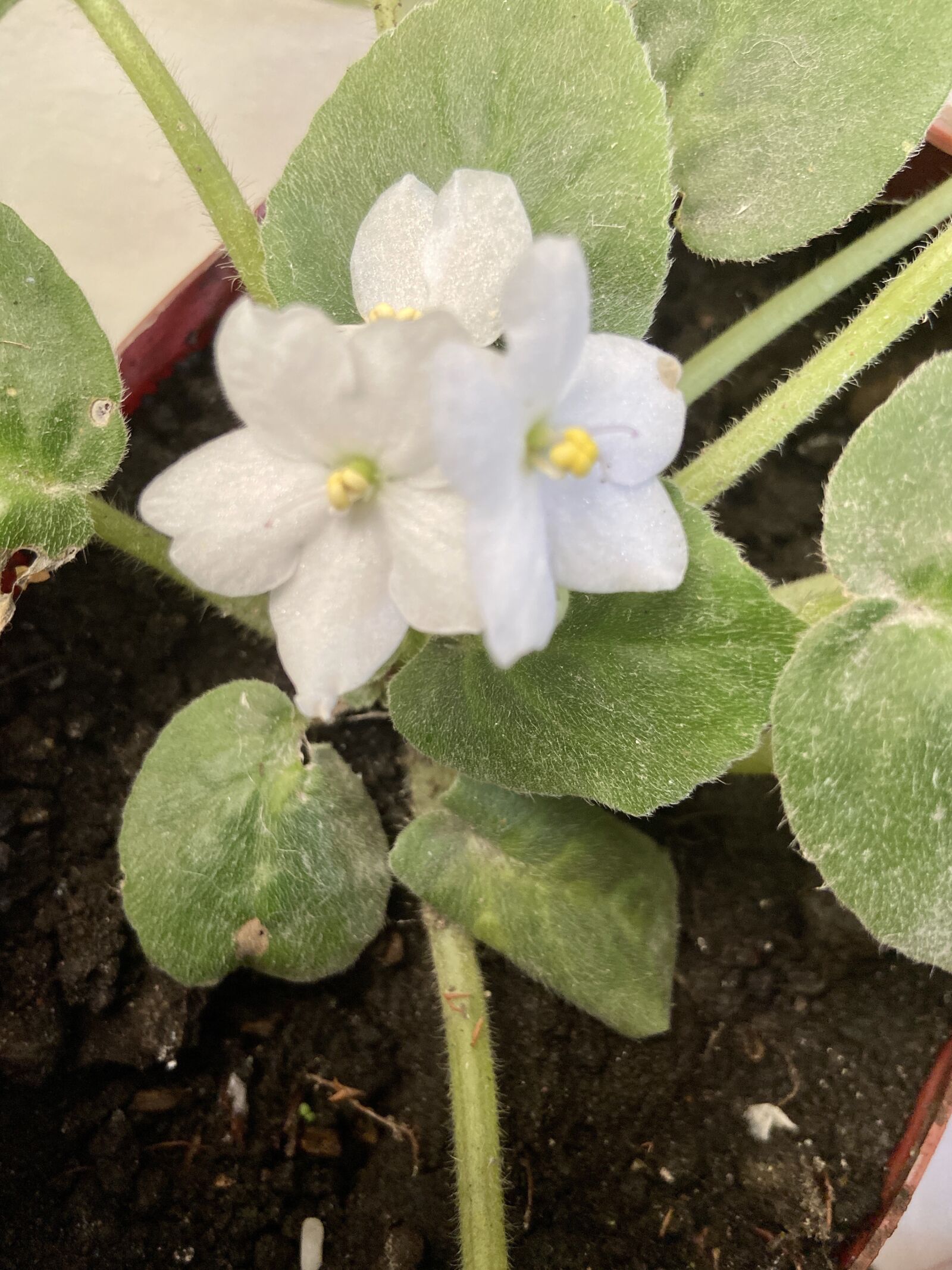 Apple iPhone 11 sample photo. Flor, flower, flora photography
