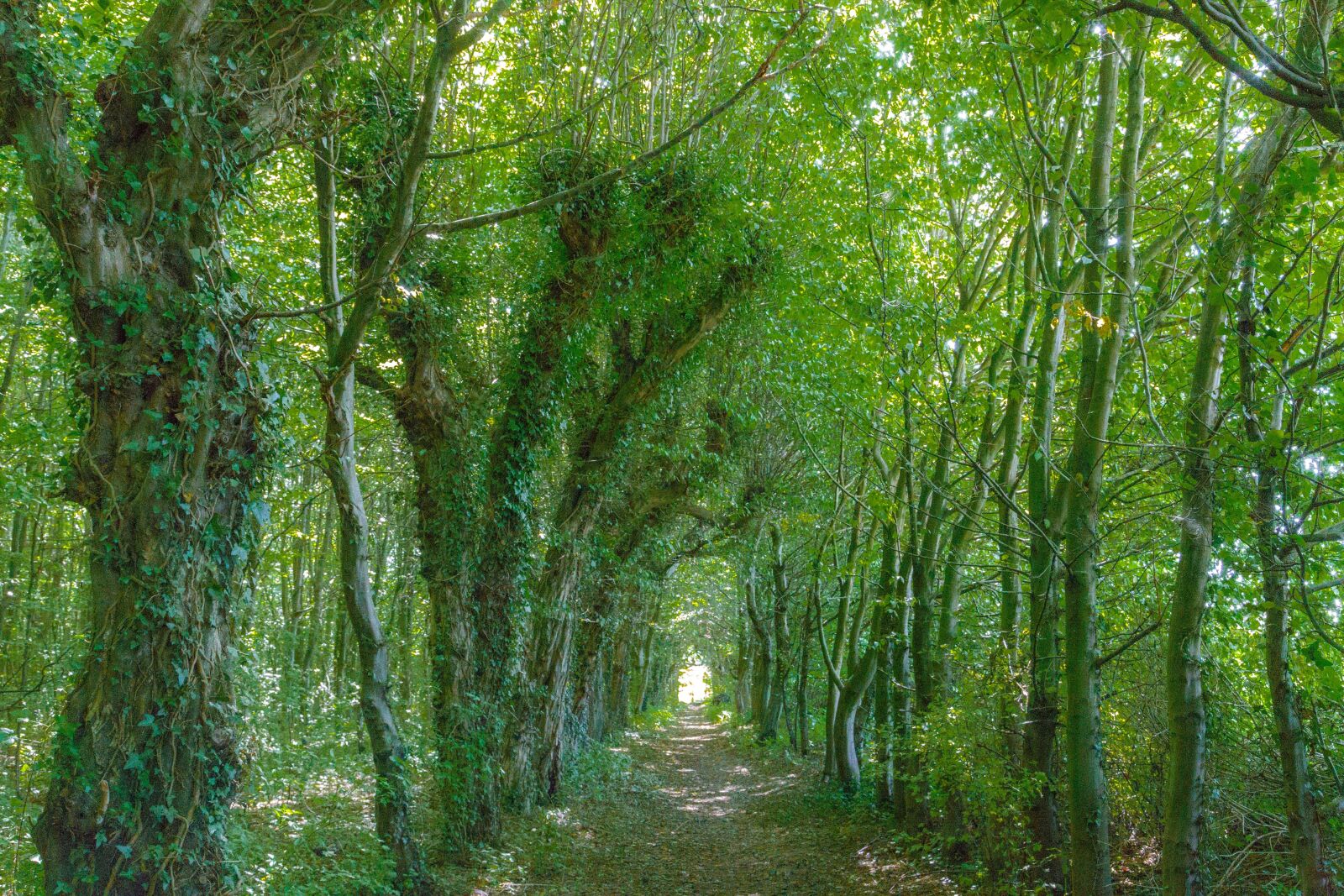 Canon EOS 6D + Canon EF 24-105mm F4L IS USM sample photo. Green forest, narrow way photography
