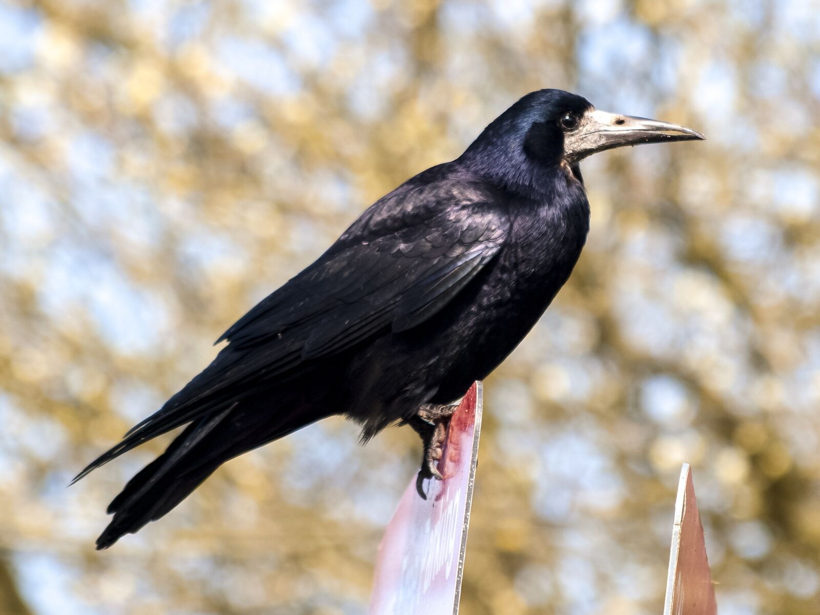 Olympus E-3 sample photo. Rook, crow, raven bird photography