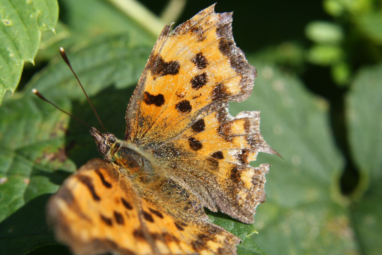 Canon EOS 1000D (EOS Digital Rebel XS / EOS Kiss F) sample photo. Butterfly, insect, close up photography