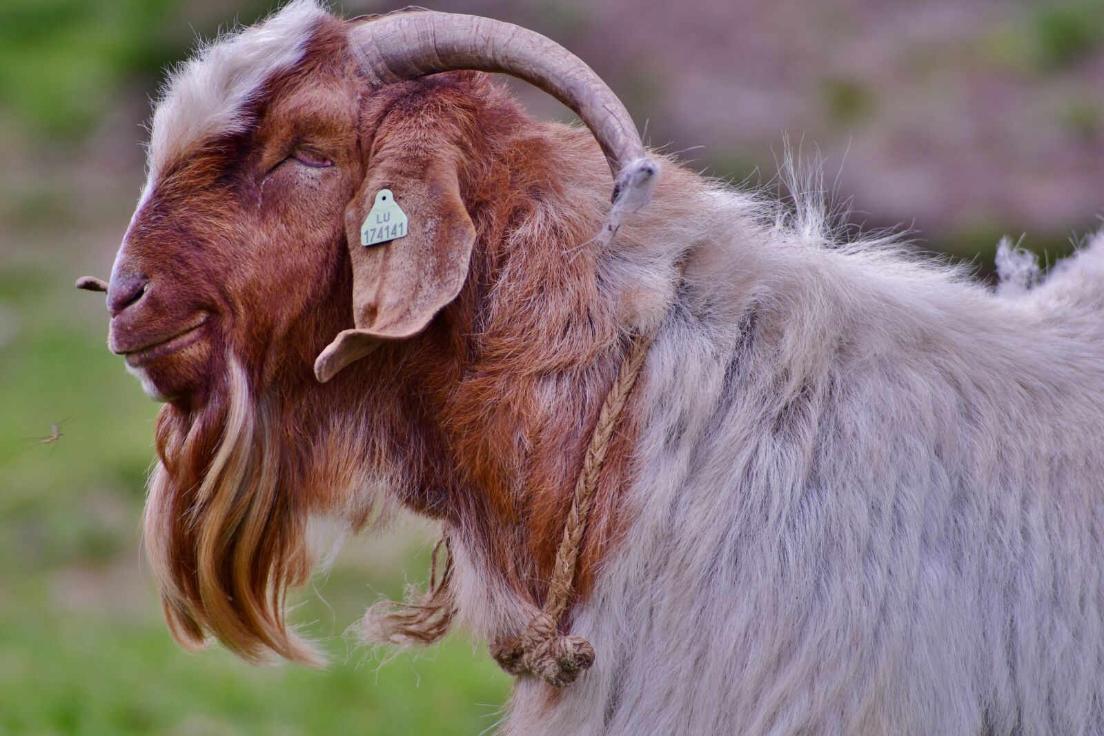 Nikon D500 sample photo. Goat, horn, sik photography
