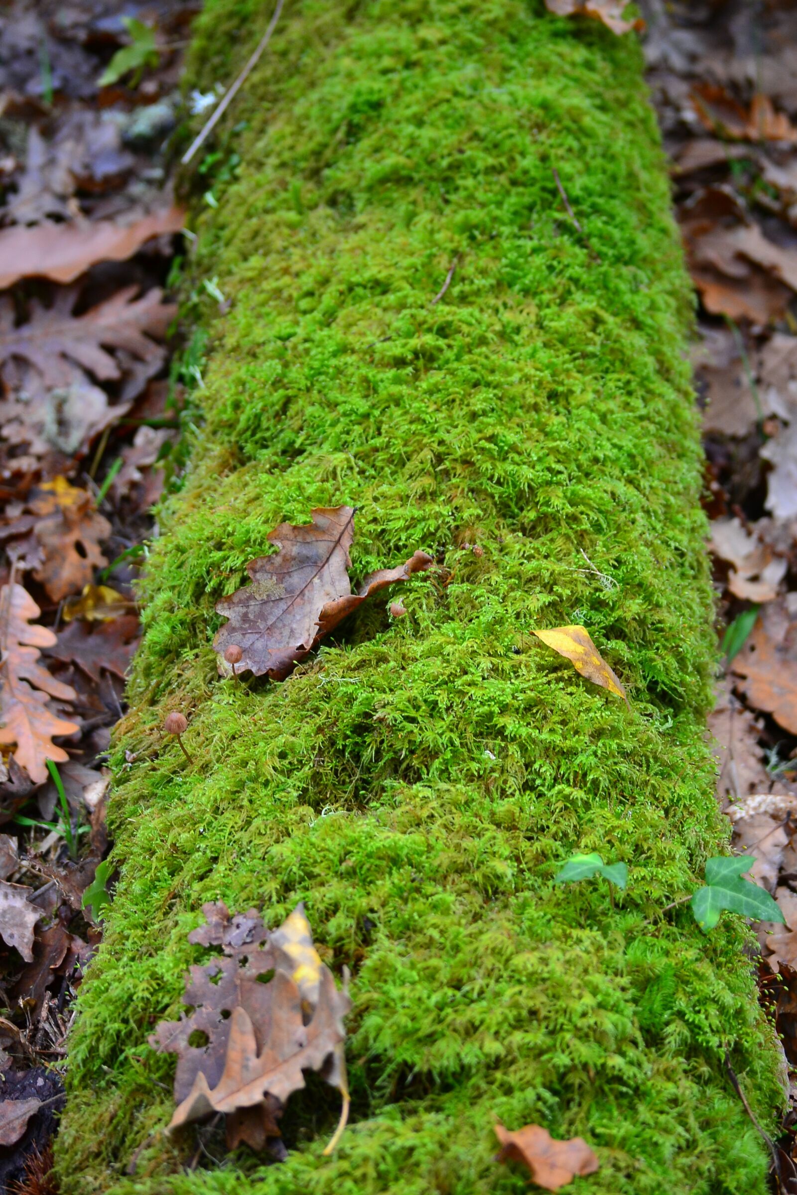 Nikon D3100 sample photo. Moss, green, leaf photography