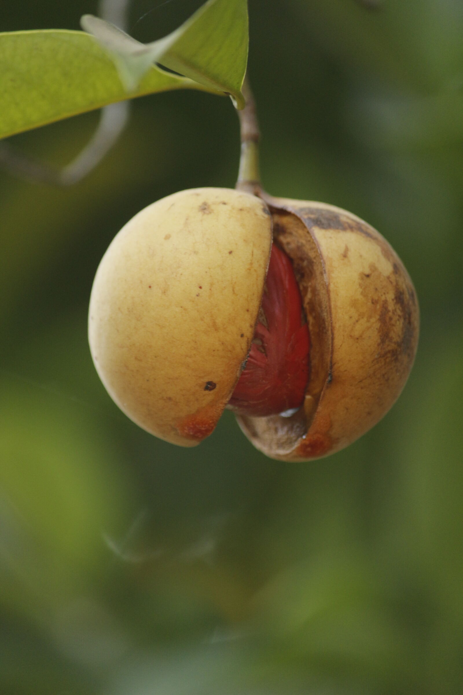 Canon EOS 700D (EOS Rebel T5i / EOS Kiss X7i) sample photo. Agriculture, diet, eating, food photography