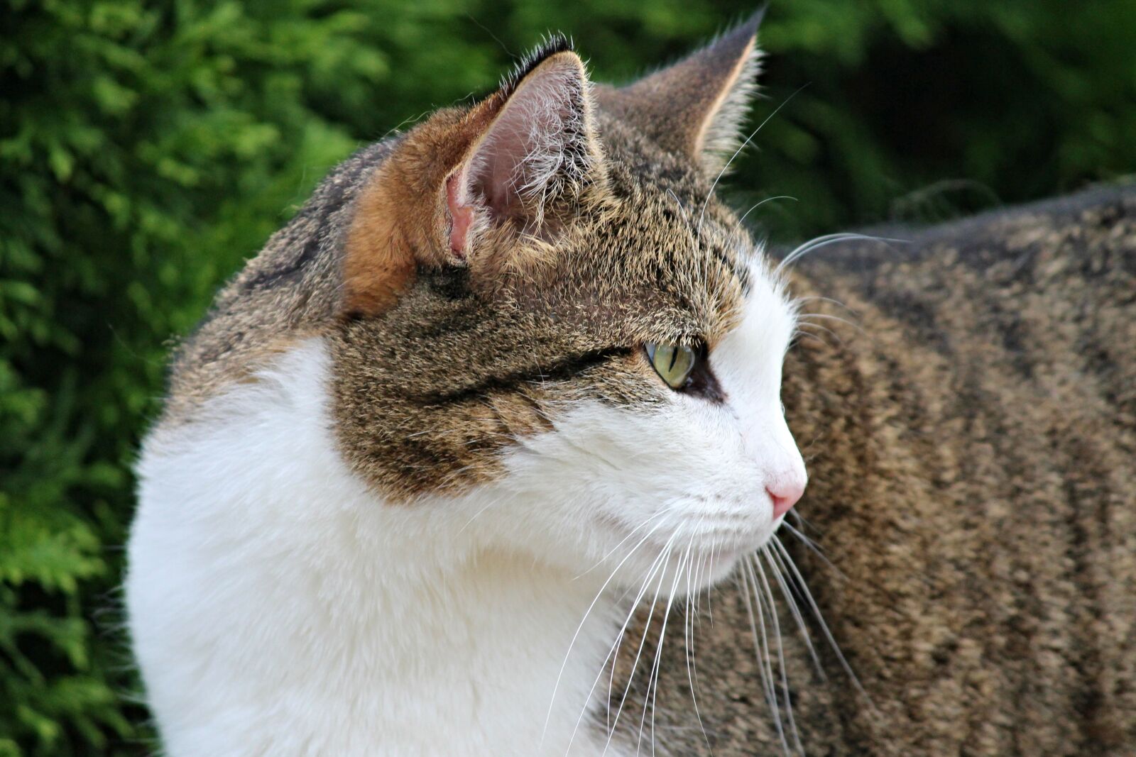 Canon EOS 1100D (EOS Rebel T3 / EOS Kiss X50) sample photo. Domestic cat, cat, mieze photography