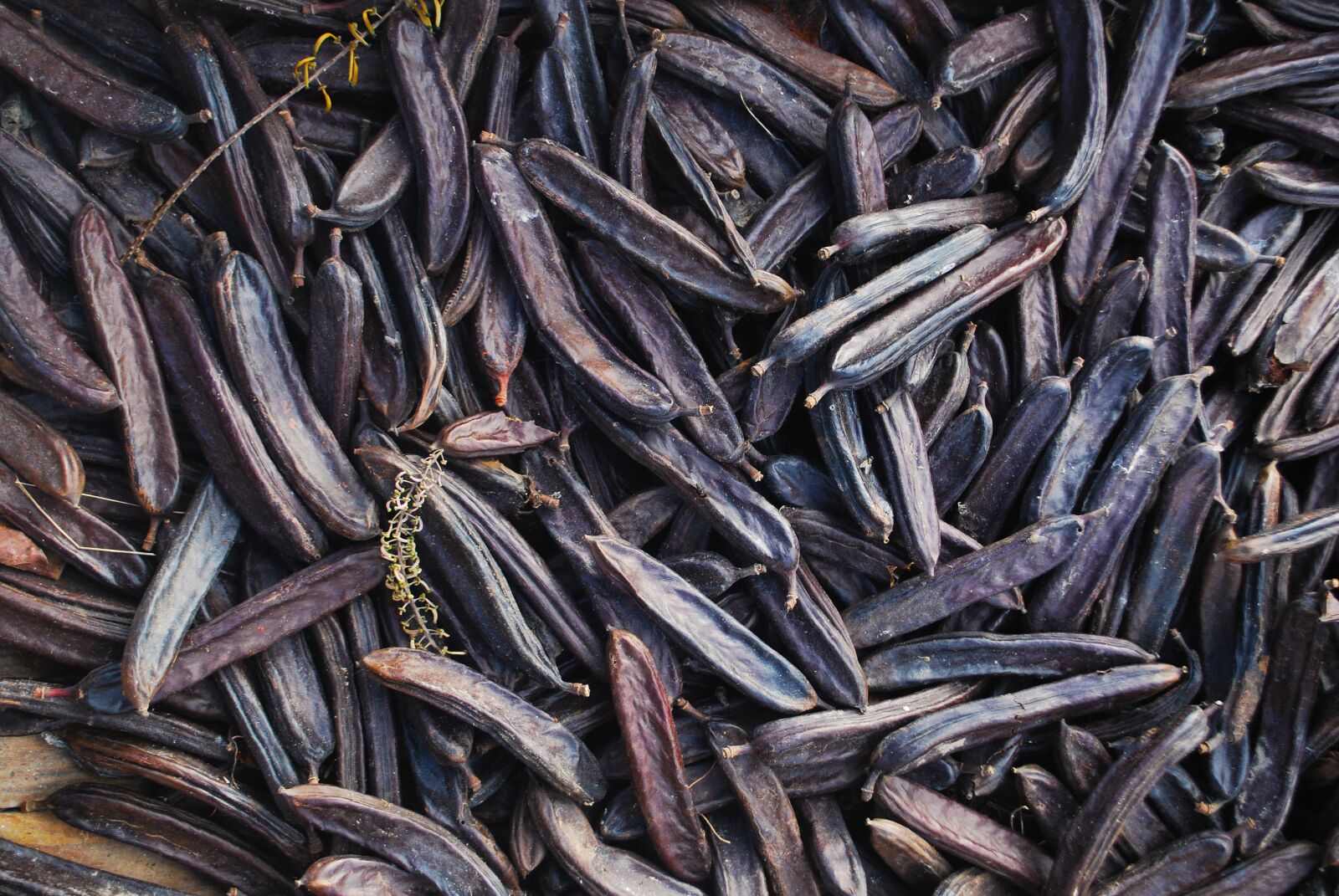 Nikon D60 sample photo. Carob, fruit, brown photography
