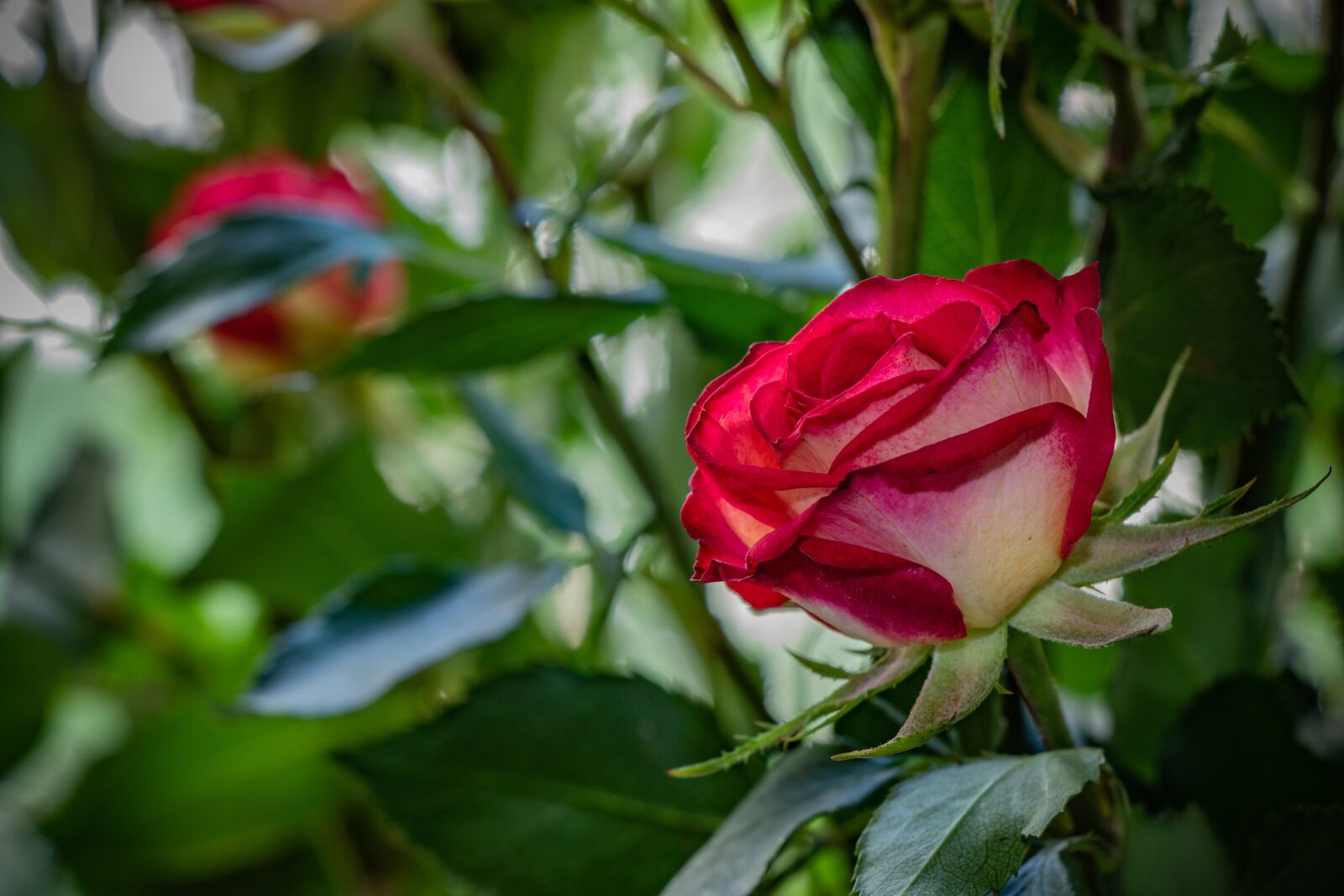 Canon EF-S 18-135mm F3.5-5.6 IS USM sample photo. Rose, flower, plant photography