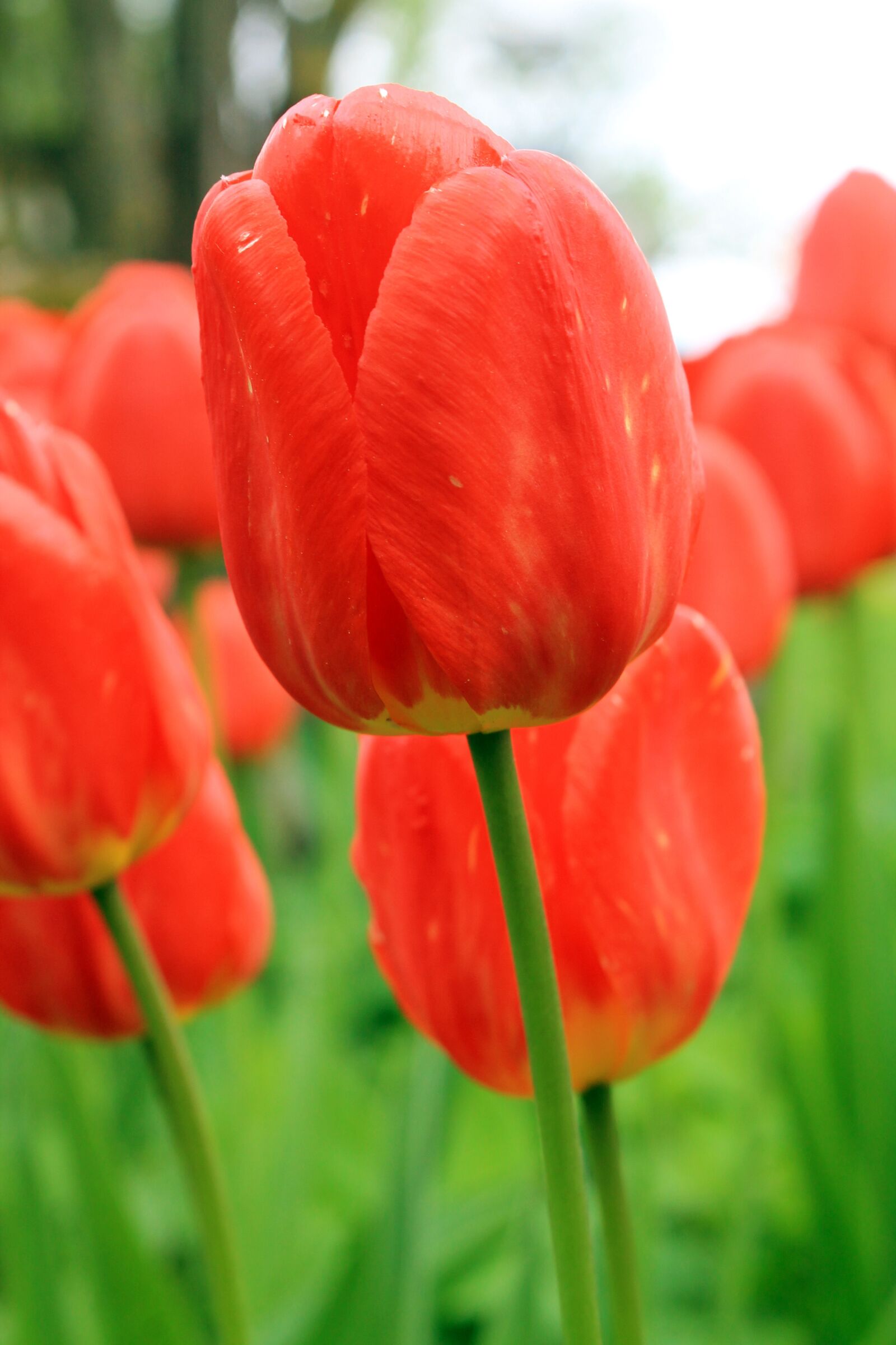 Canon EOS 1100D (EOS Rebel T3 / EOS Kiss X50) sample photo. Nature, spring, colorful photography