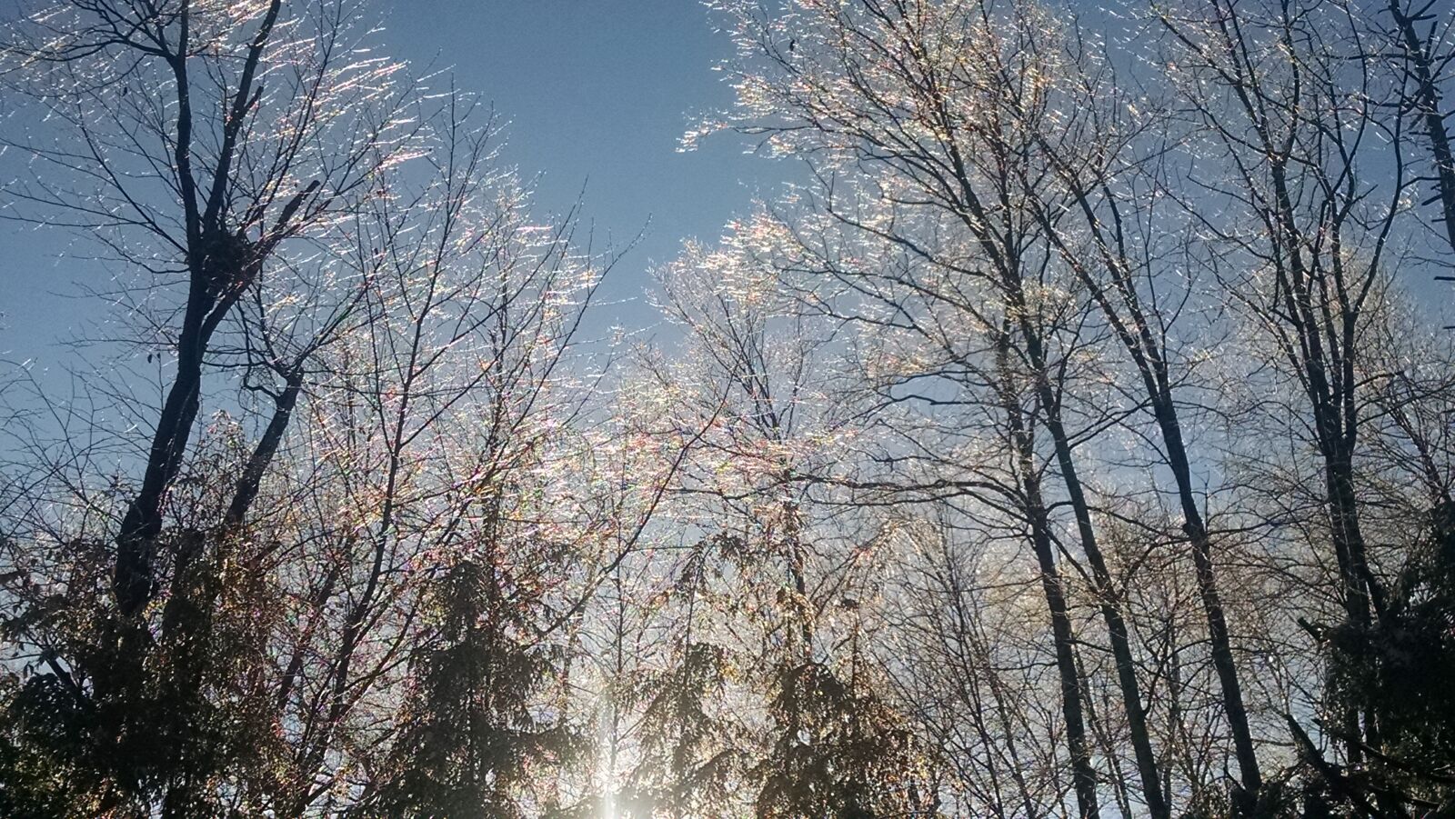 Motorola Moto X (1st Gen) sample photo. Sub, trees photography