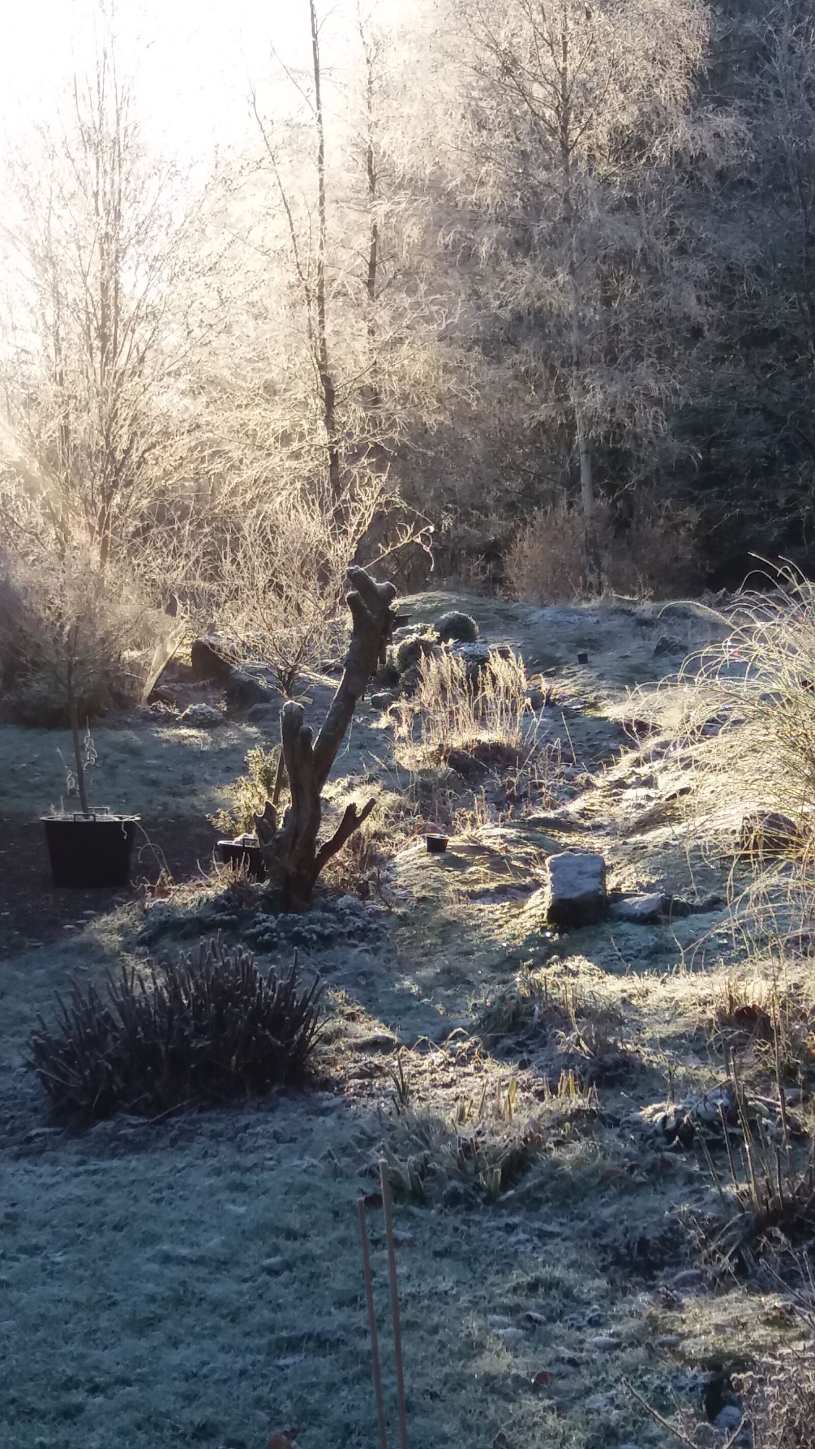 Samsung Galaxy J5 sample photo. November, frost, garden photography