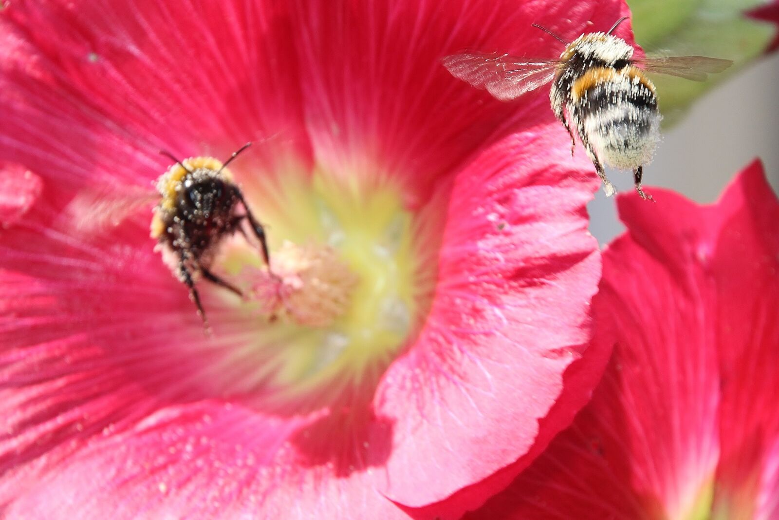 Canon EOS 700D (EOS Rebel T5i / EOS Kiss X7i) sample photo. Animals, insect, pollen photography
