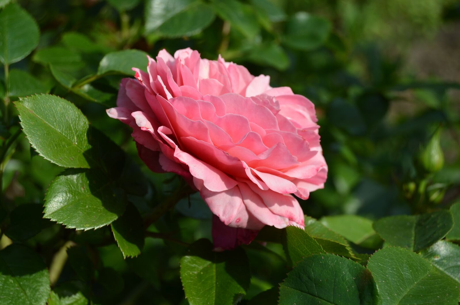 Nikon D5100 sample photo. Rose, pink, flower photography