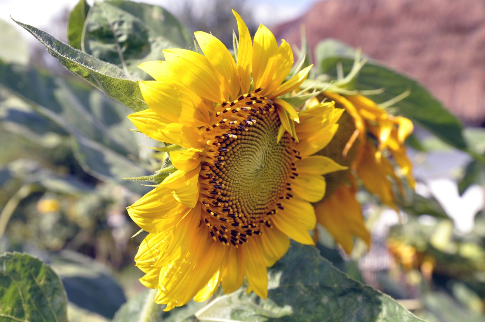 Nikon D5000 sample photo. Sunflower, flower, plant photography