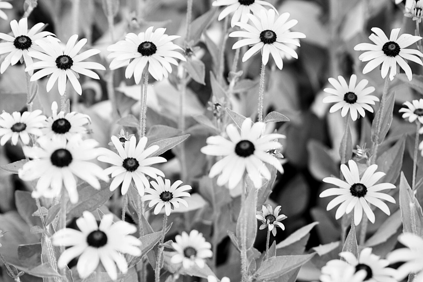 Canon EOS 1000D (EOS Digital Rebel XS / EOS Kiss F) sample photo. Flower carpet, sunflower, walk photography