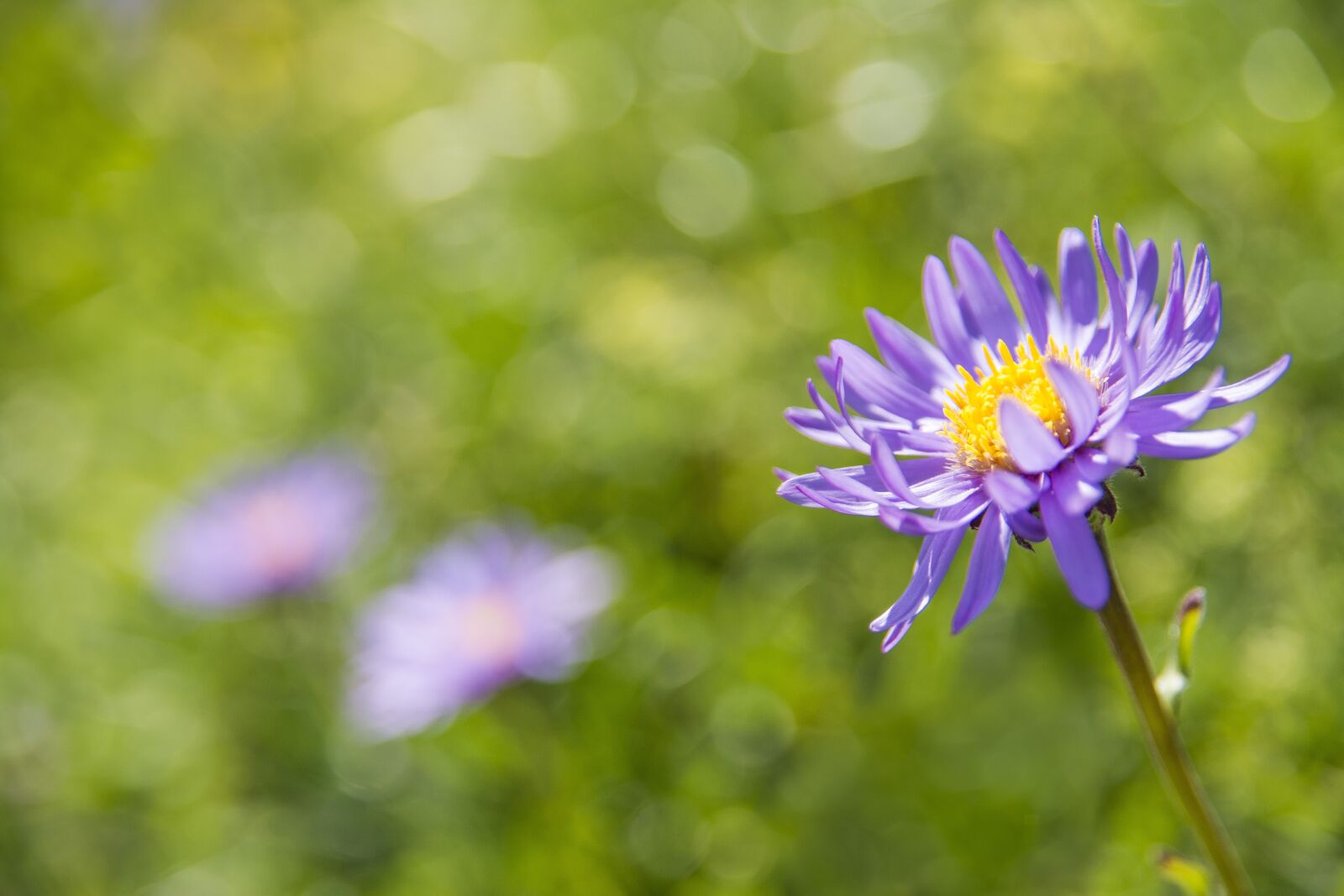 Nikon D5200 sample photo. Alpine aster, blossom, bloom photography