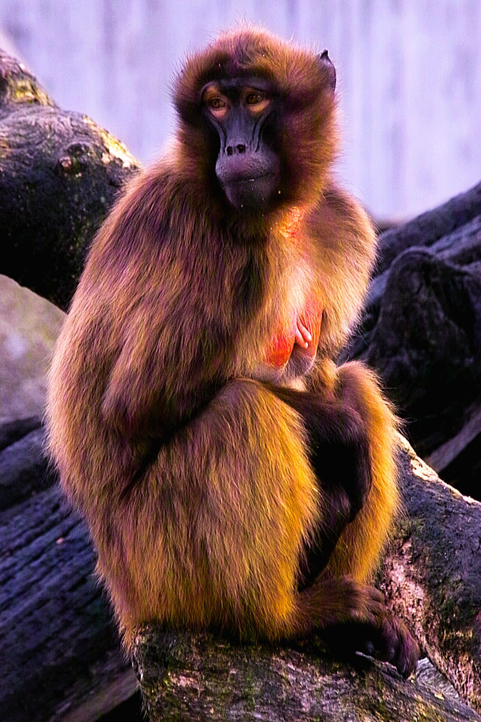 Sigma SD10 sample photo. Baboon, monkey, animals photography