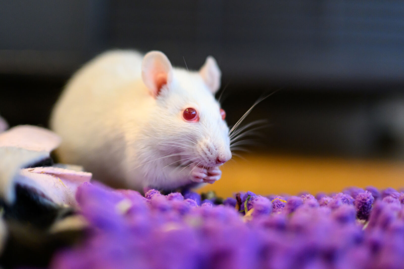 Nikon Nikkor Z 35mm F1.4 sample photo. Domestic rat photography