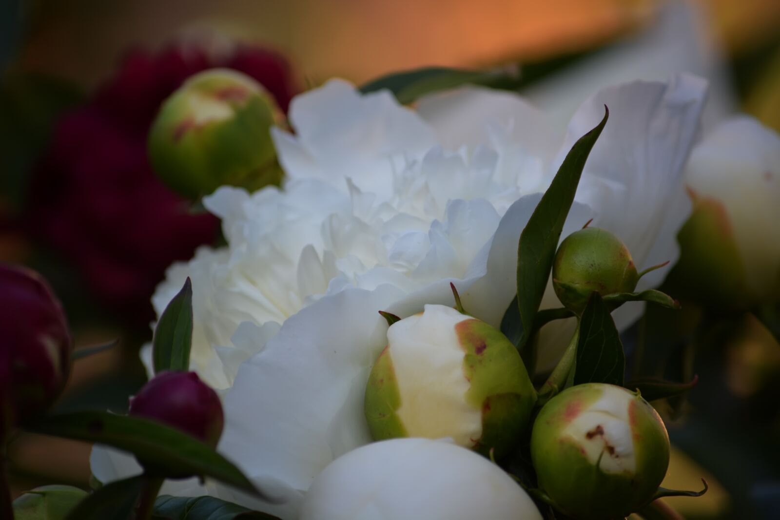 Nikon D5200 sample photo. Tenderness, flowers, garden photography