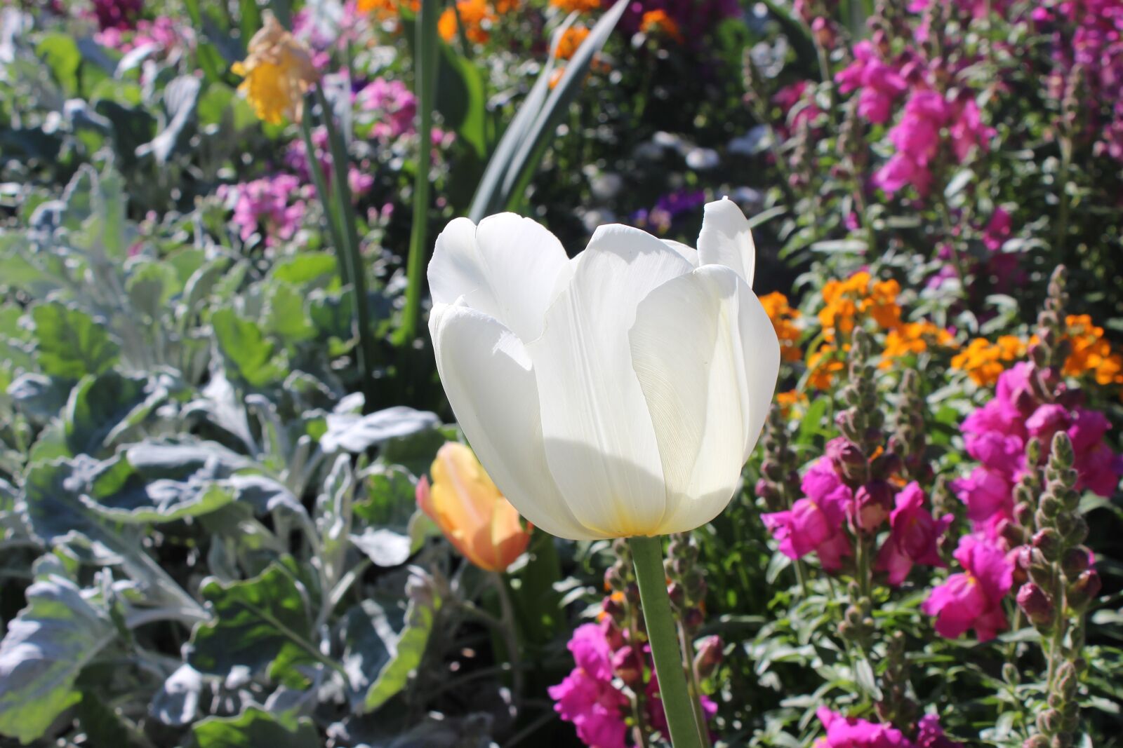 Canon EOS 600D (Rebel EOS T3i / EOS Kiss X5) sample photo. Plant, flower, jardin des photography