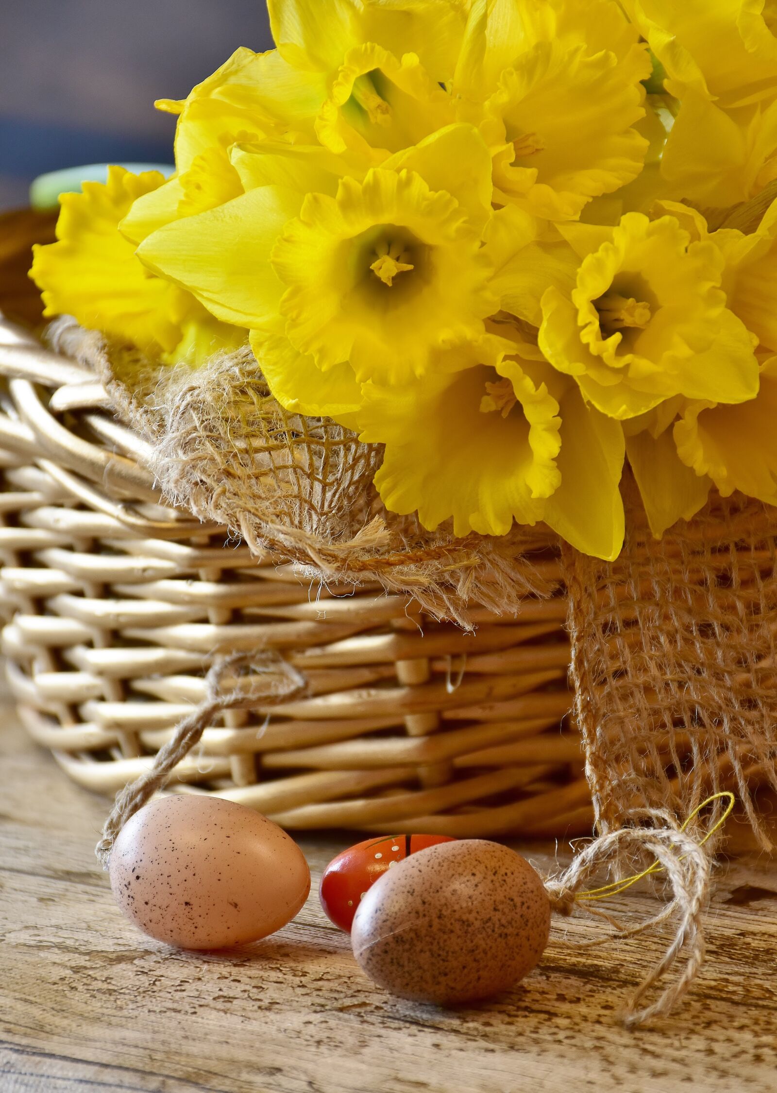 Nikon D7200 sample photo. Daffodils, yellow, spring photography