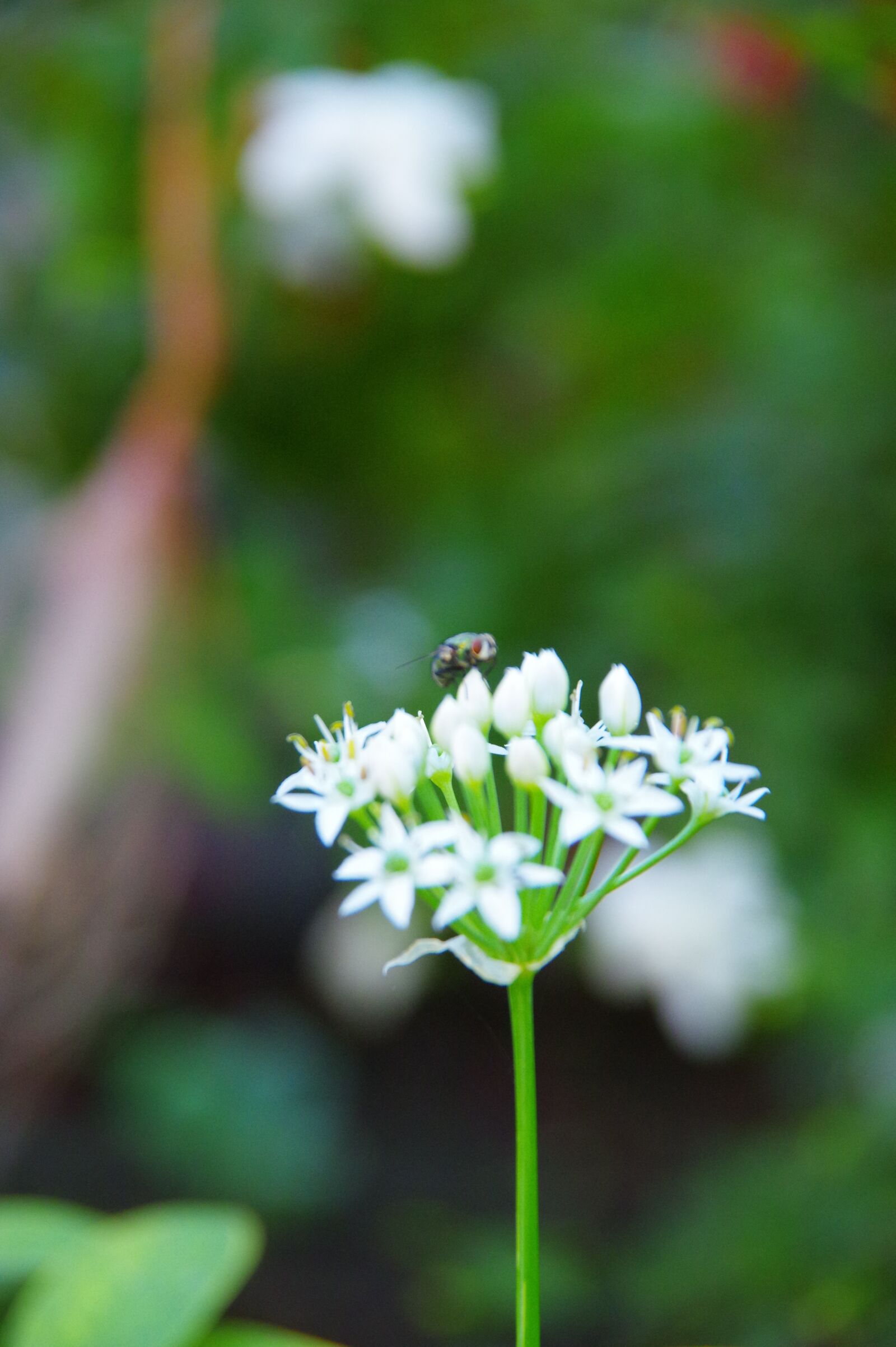 Pentax K-3 sample photo. Chives, a cluster of photography