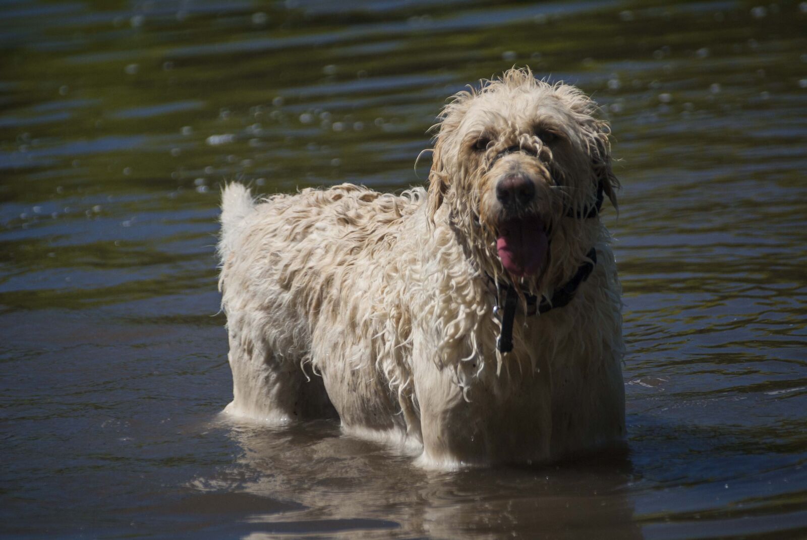 Sony Alpha DSLR-A100 sample photo. Doodle, water, animal photography