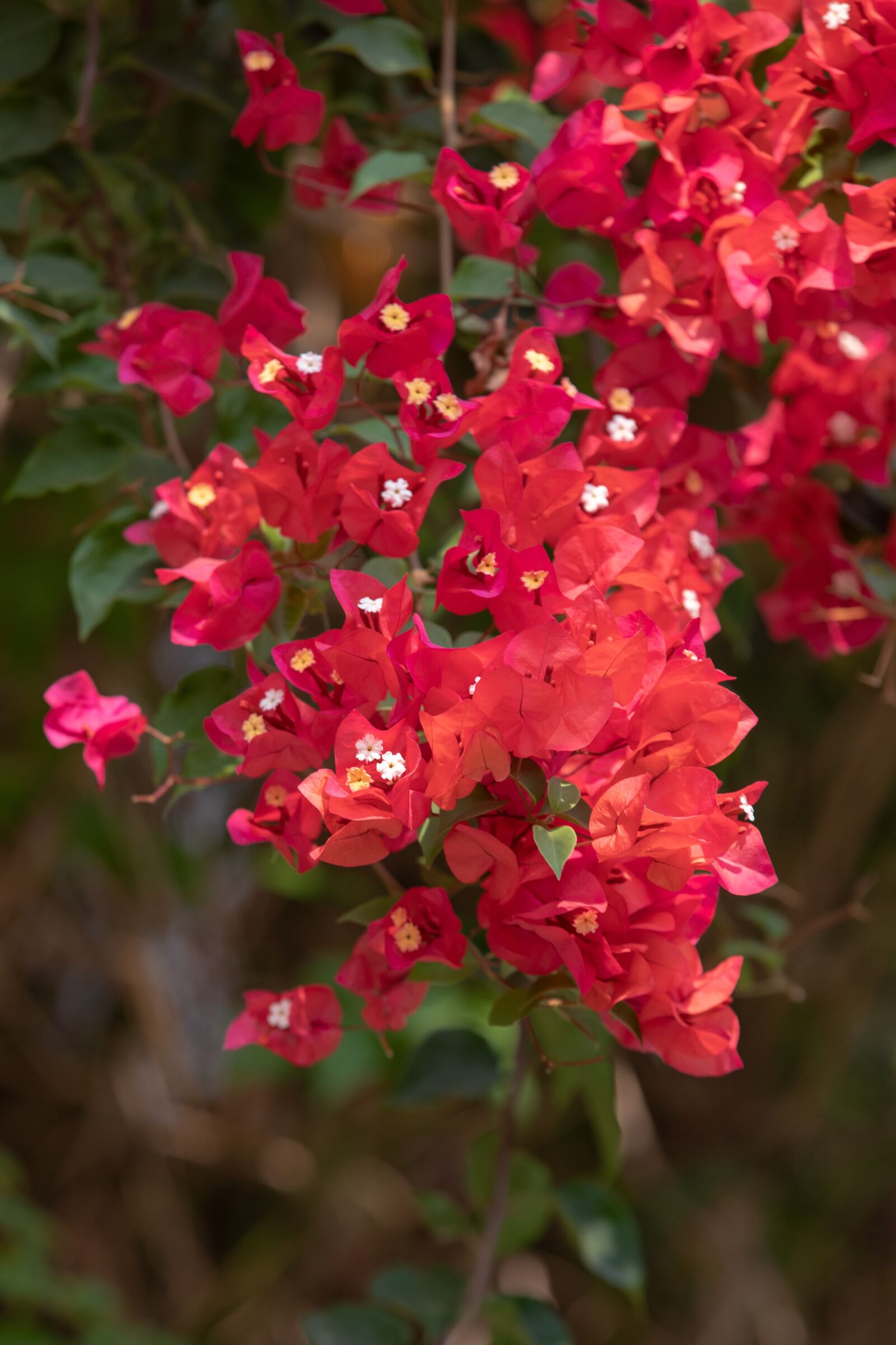 Canon EOS 5D Mark IV sample photo. Hoian, vietnam, unesco photography