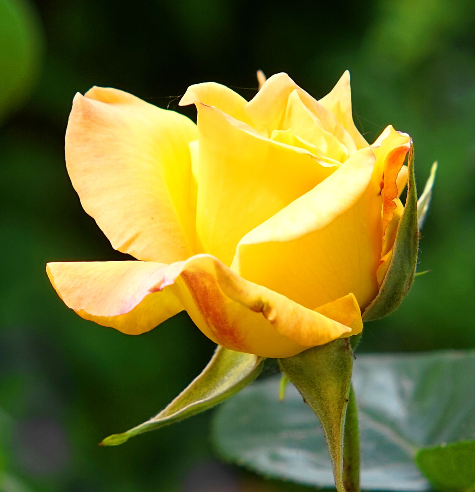 Sony Alpha a5000 (ILCE 5000) + Sony E 55-210mm F4.5-6.3 OSS sample photo. Rose, yellow, blossom photography