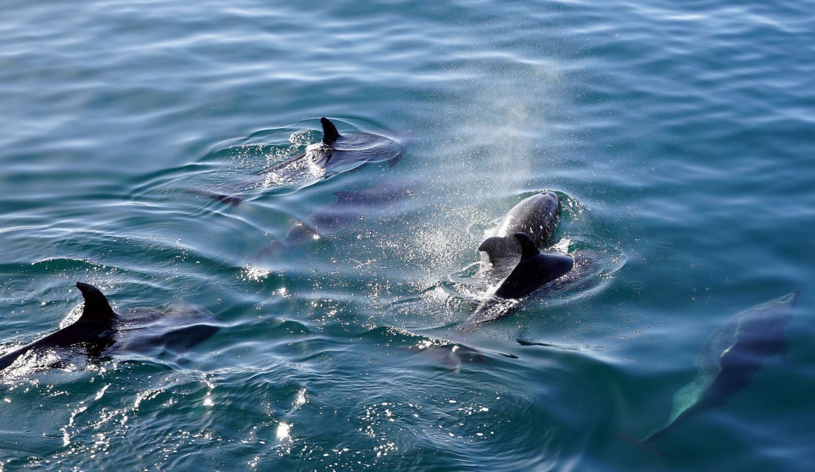 Sony FE 24-240mm F3.5-6.3 OSS sample photo. Dolphins, swim, diving photography