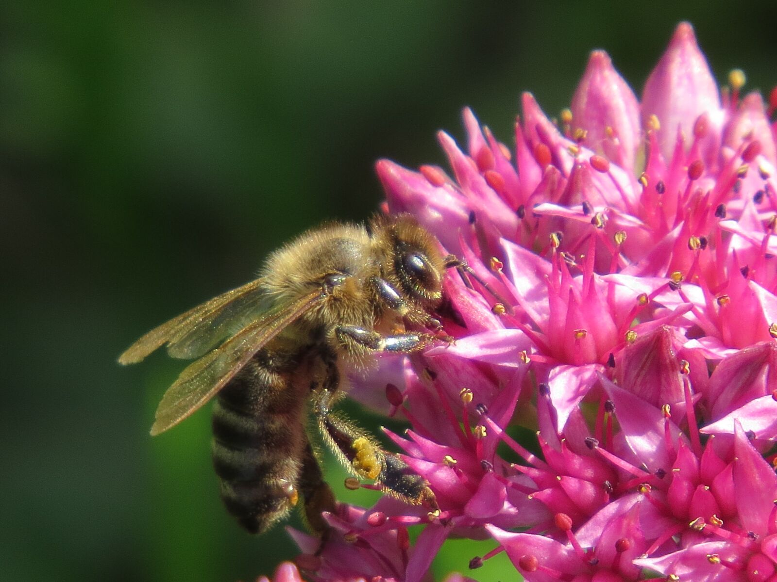 Нектар фото. Пчела. Пчела на цветке. Пчела собирает нектар с цветов. Пчела с нектаром.